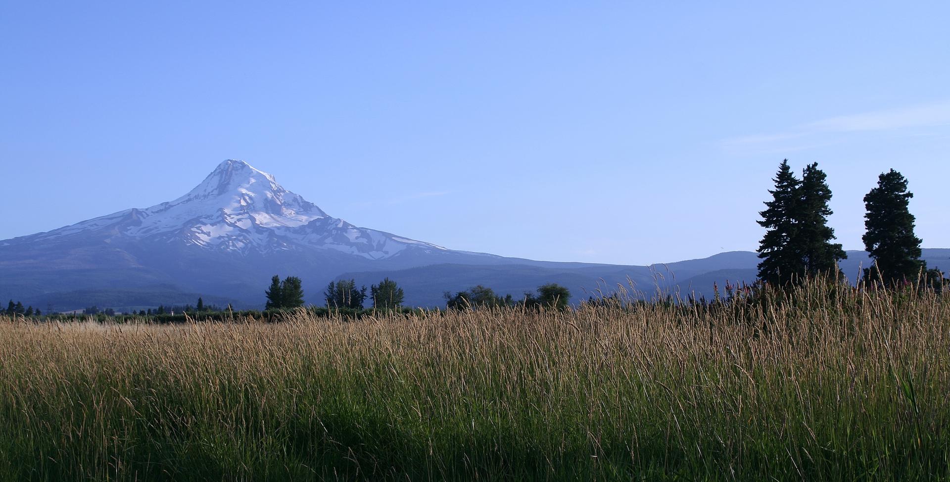 Snow-capped mountain behind a field of tall golden grass and trees.