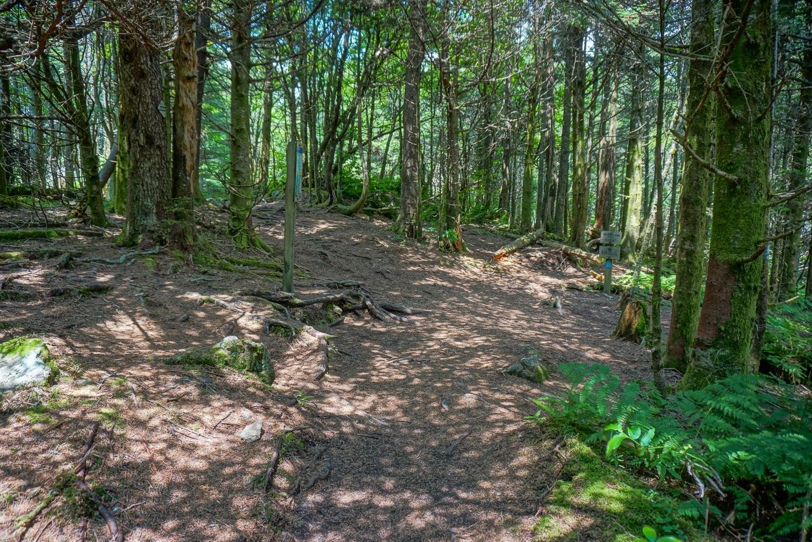Dappled sunlight illuminates a forest floor with many trees and roots.
