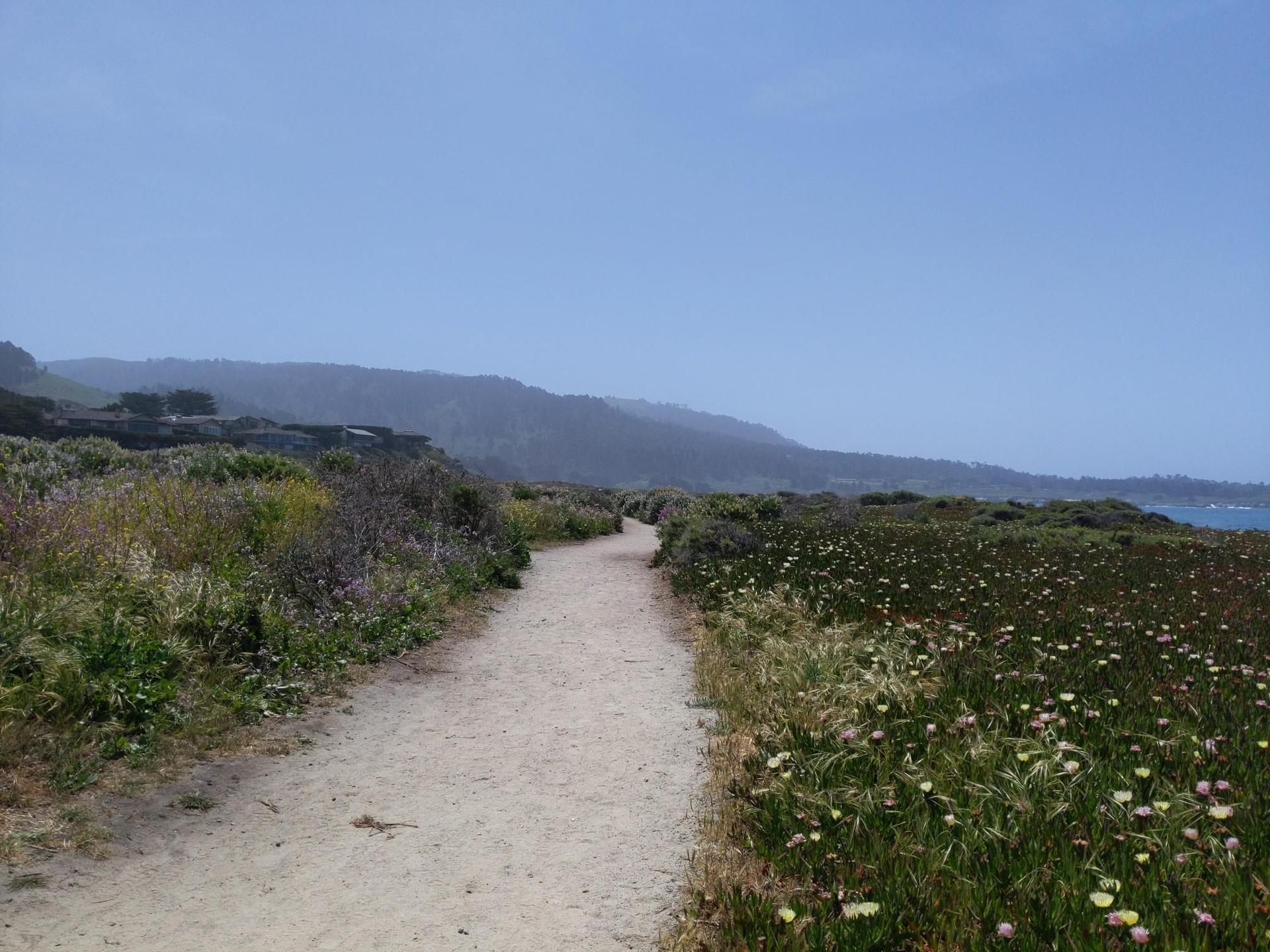 A dirt path winds through coastal wildflowers under a hazy sky.