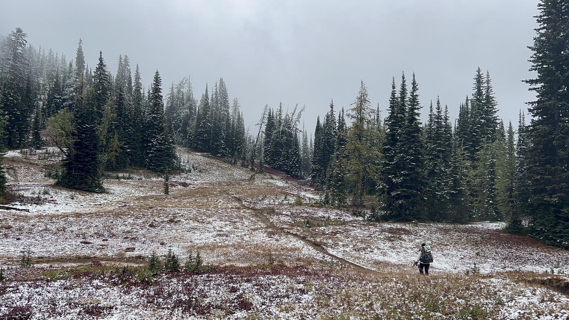 A person walks on a snow-dusted trail through a misty evergreen forest.