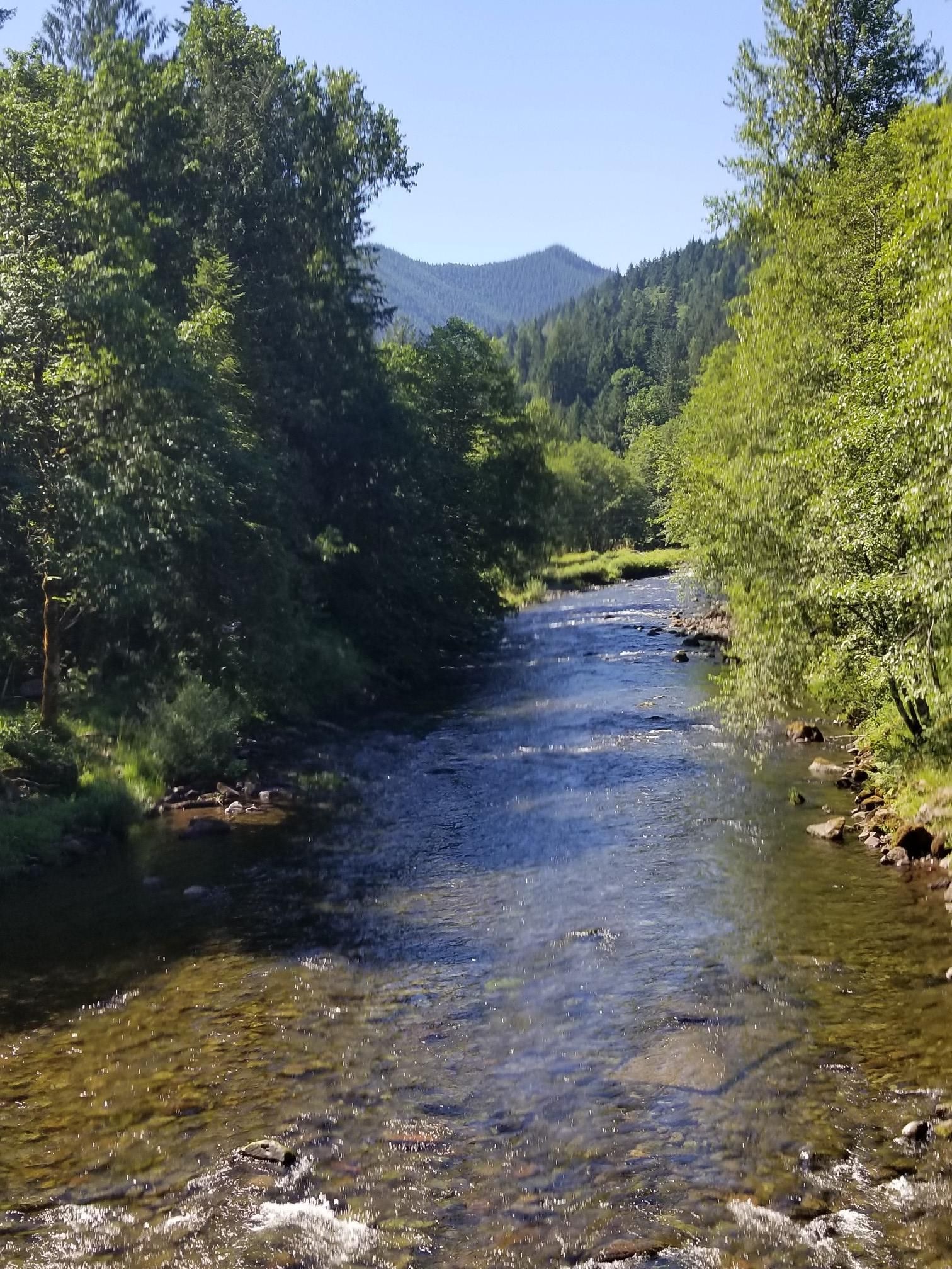 Clear river flows through a vibrant green forest under a bright sky. - Old Salmon River Trail