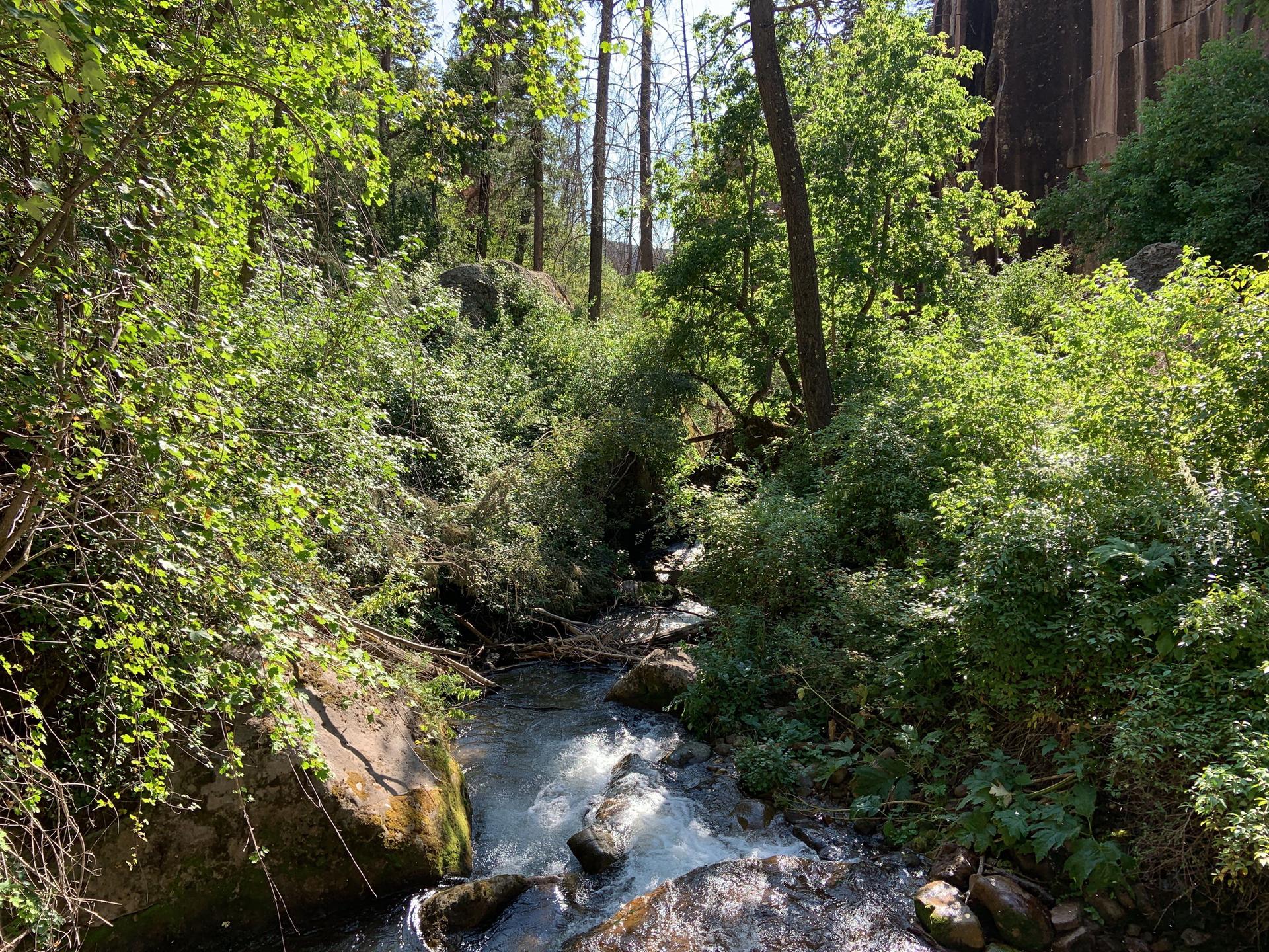 A small, rocky stream flows through a dense green forest in sunlight.