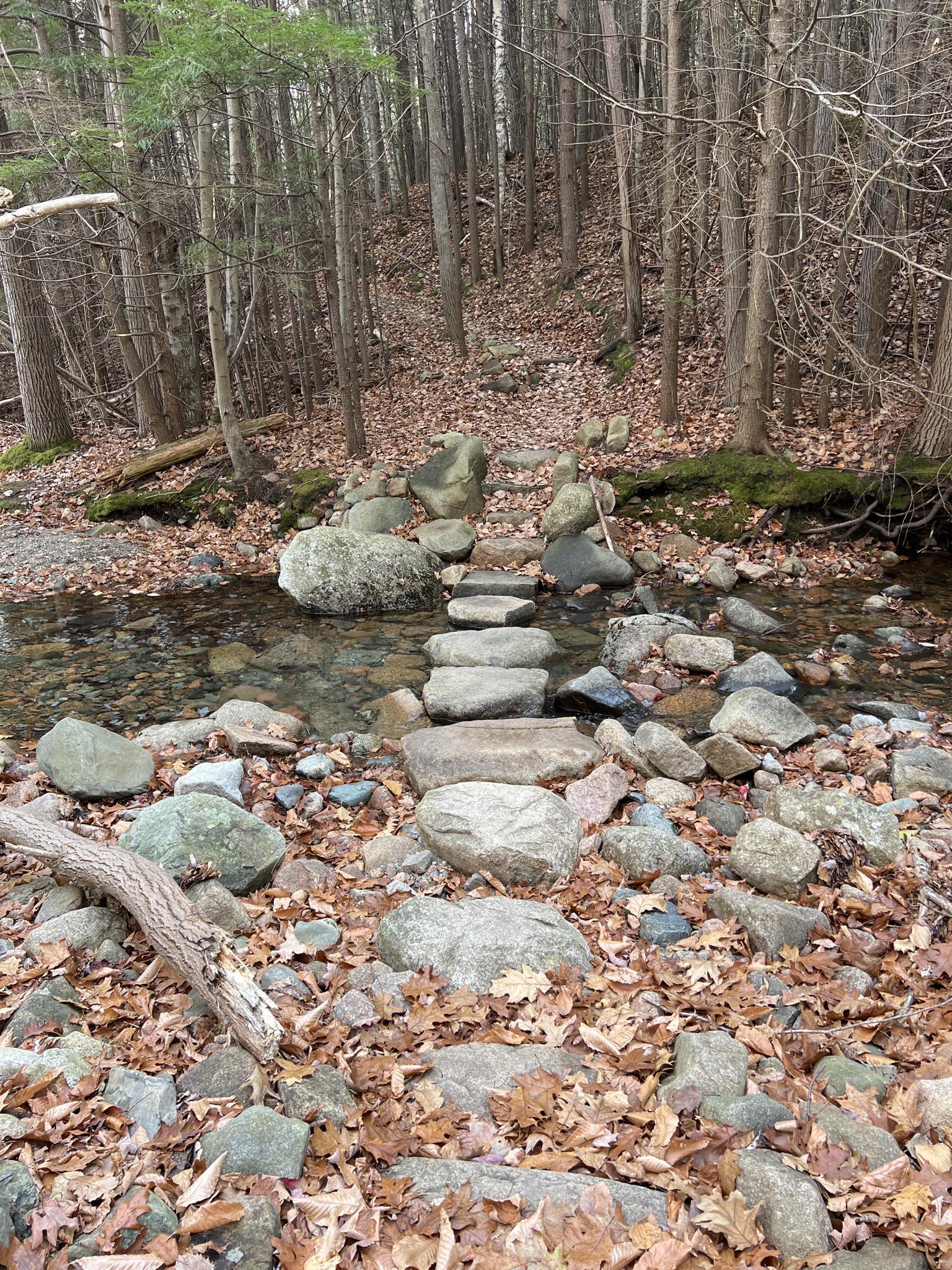 Stepping stones cross a shallow stream in a forest with fallen leaves.
