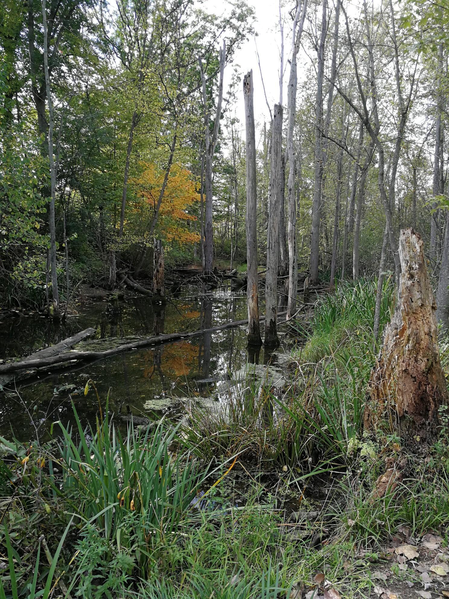 A dark swamp with dead tree stumps and green plants.