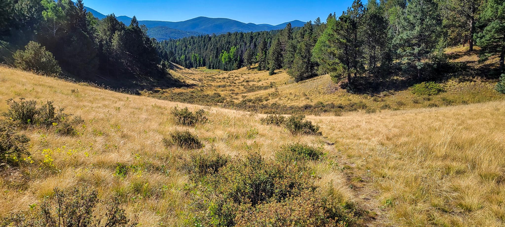 Bright, sunny valley with golden grass, pine trees, and distant mountains.