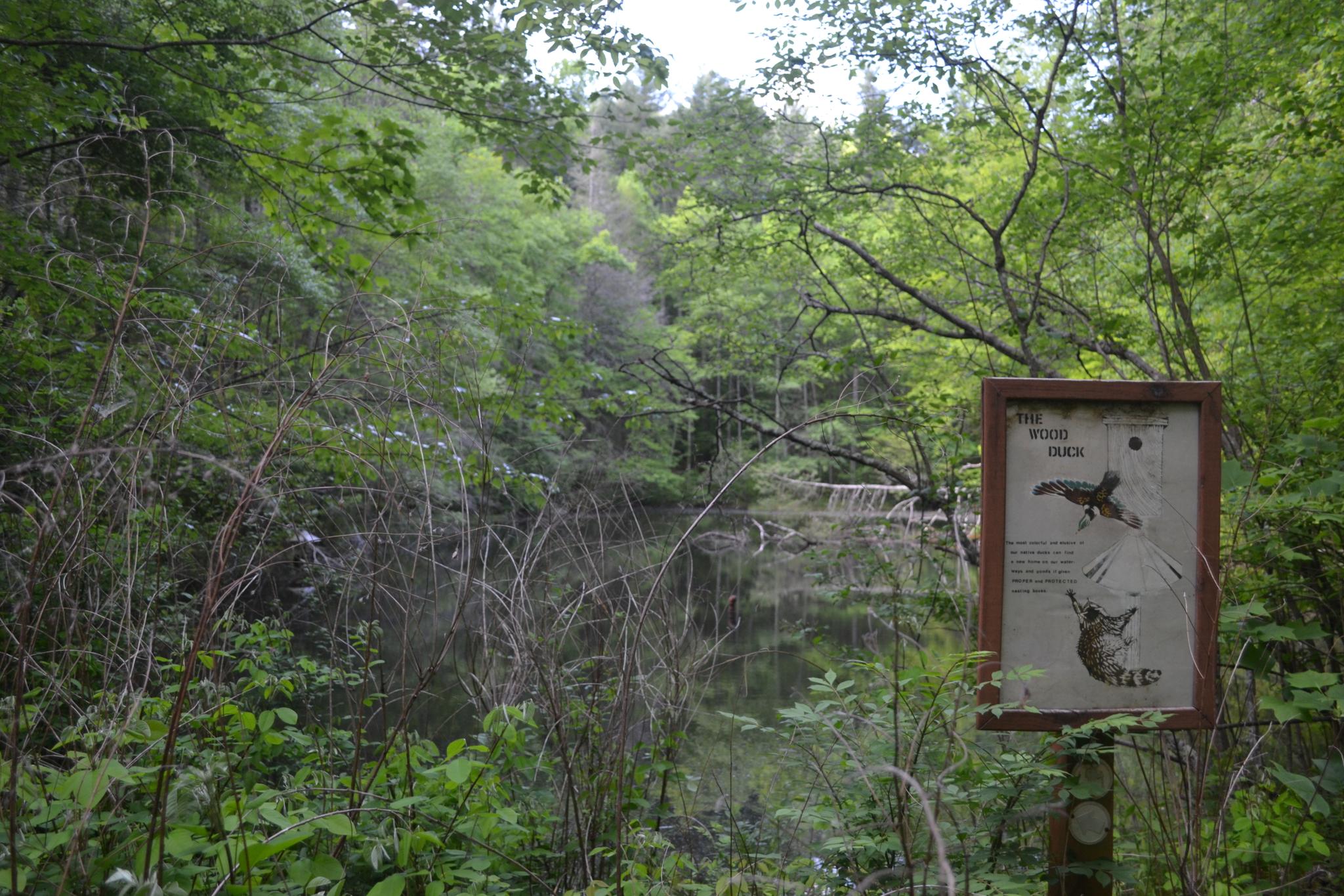 Wooden sign with bird illustrations by a reflective pond in a dense forest.