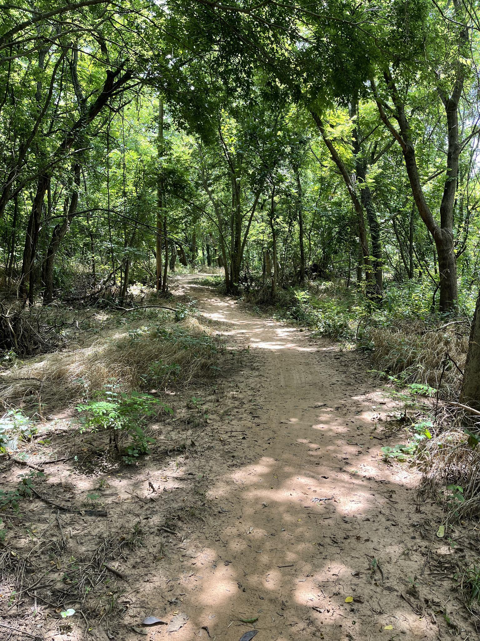 A wide dirt path leads through a sunlit, green, and dense forest.