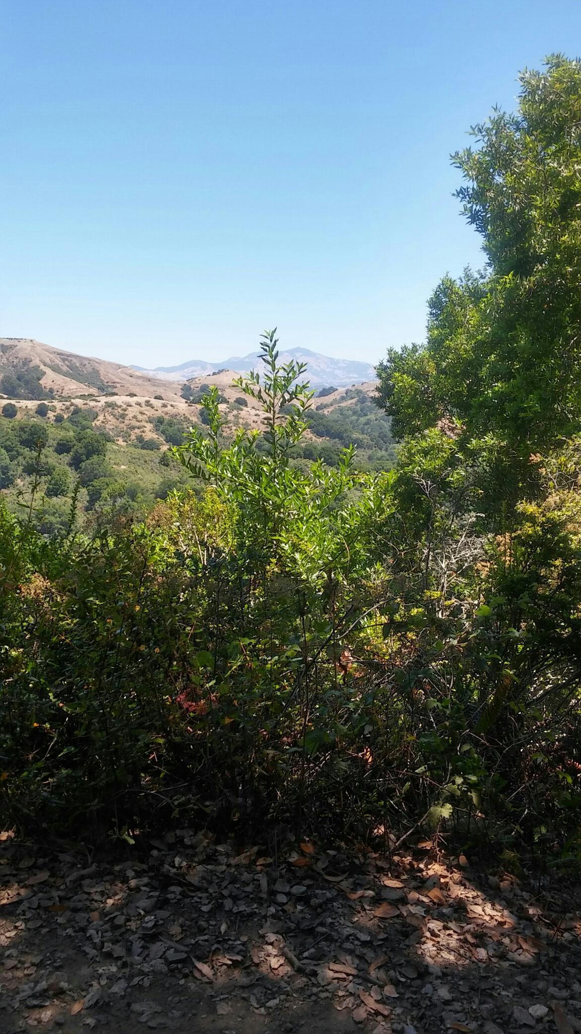 Distant hills under a clear blue sky, seen through green foreground trees.