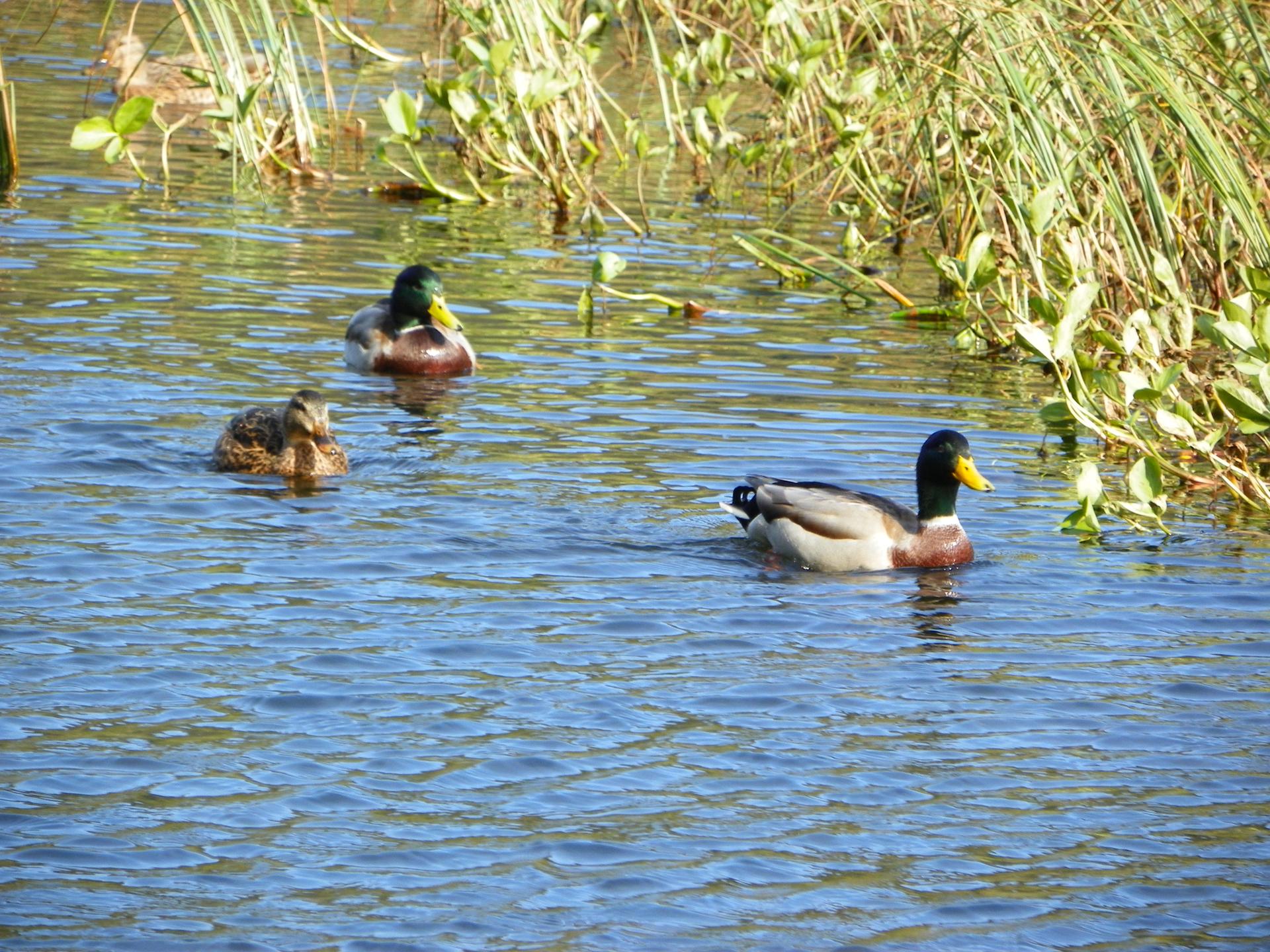 Three ducks swim in a sunny pond with green reeds.