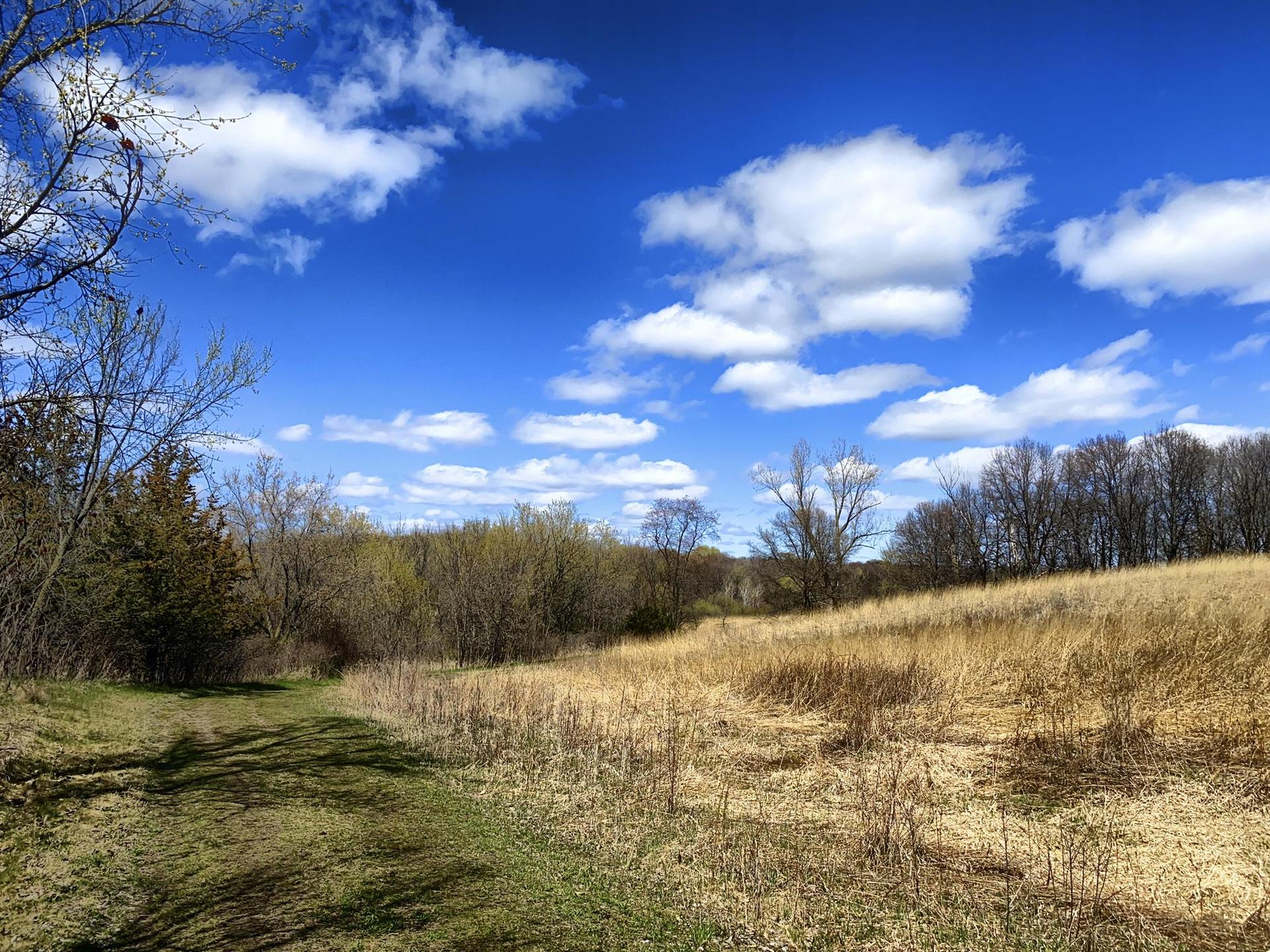 A sunny field with dry grass and distant trees under a bright blue sky.
