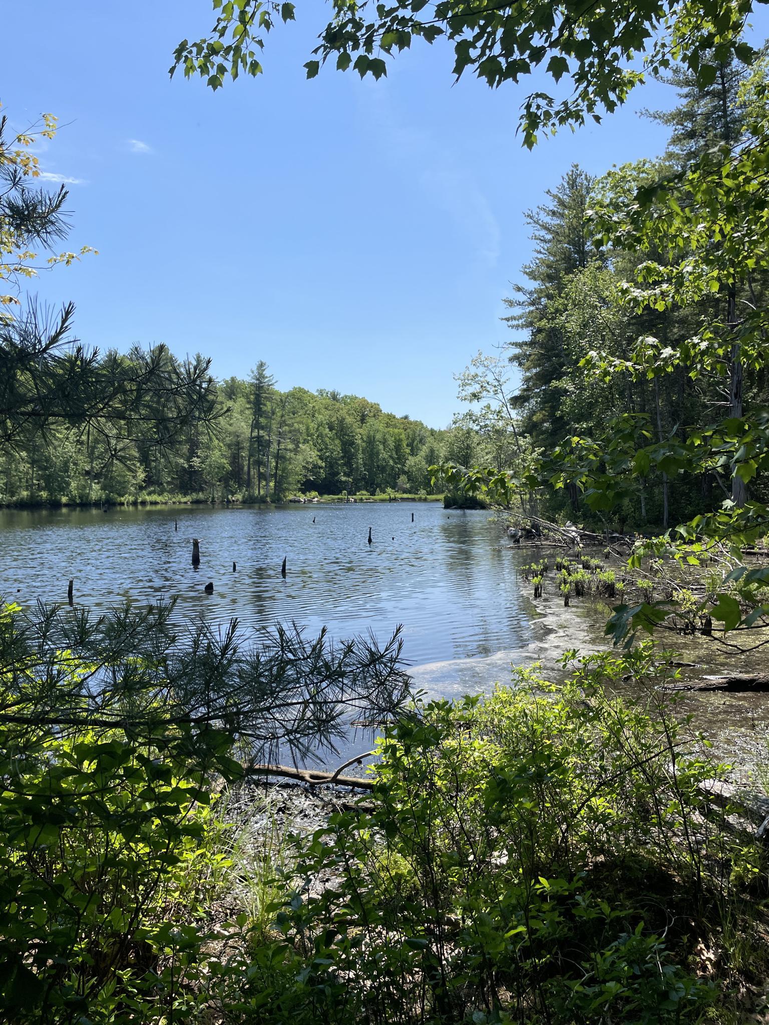Bright sunny day over a lake surrounded by lush green forest.