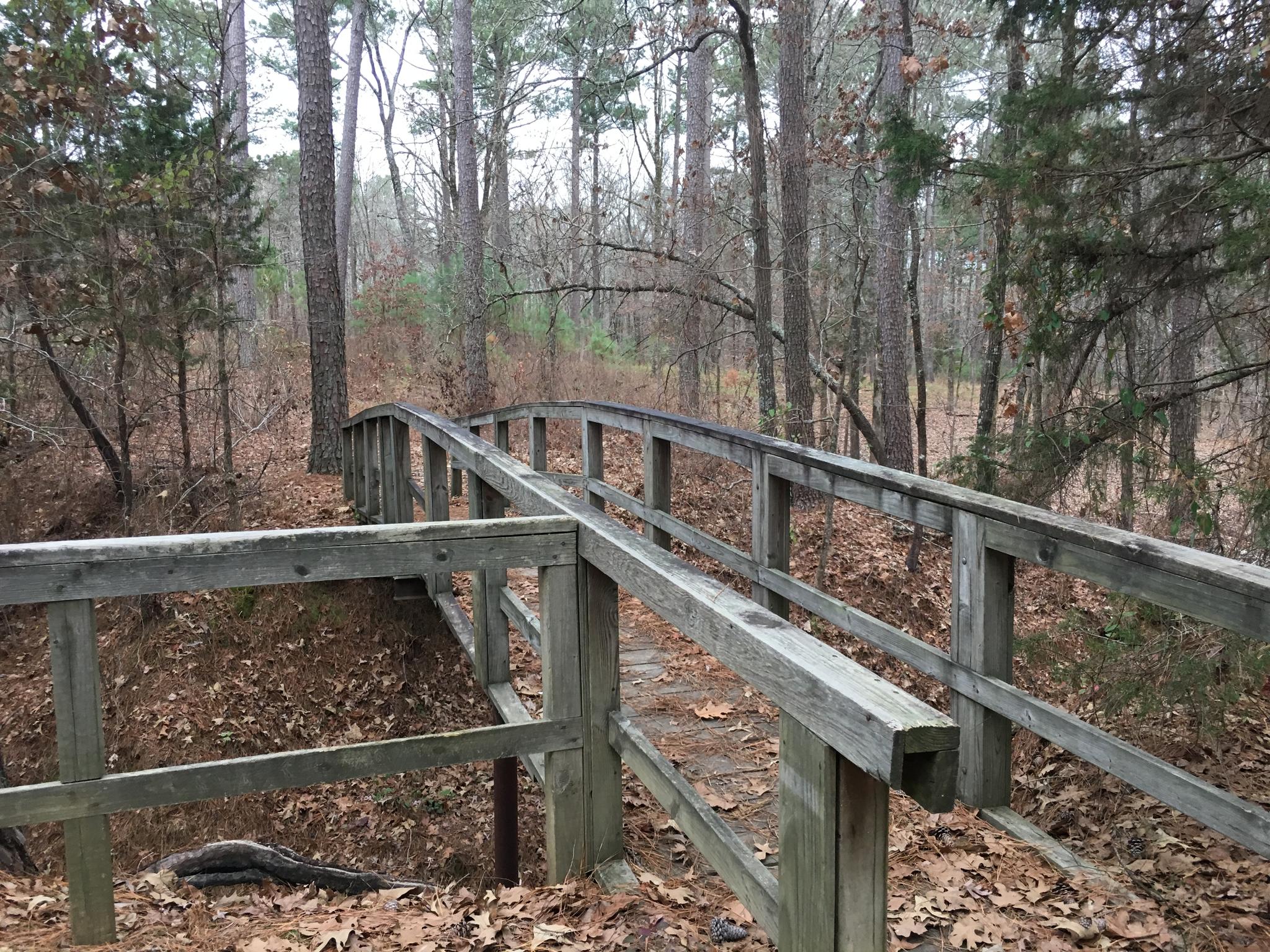 A wooden footbridge in a forest with tall trees and fallen brown leaves.