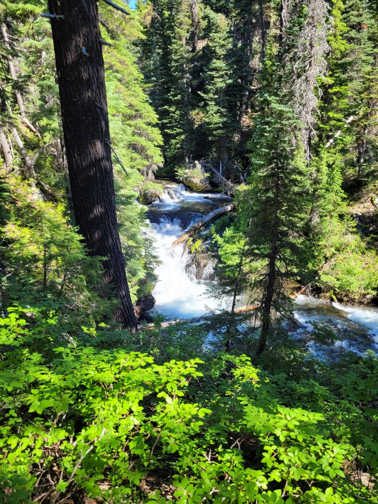 Rushing river with small waterfalls through a dense, sunlit forest.
