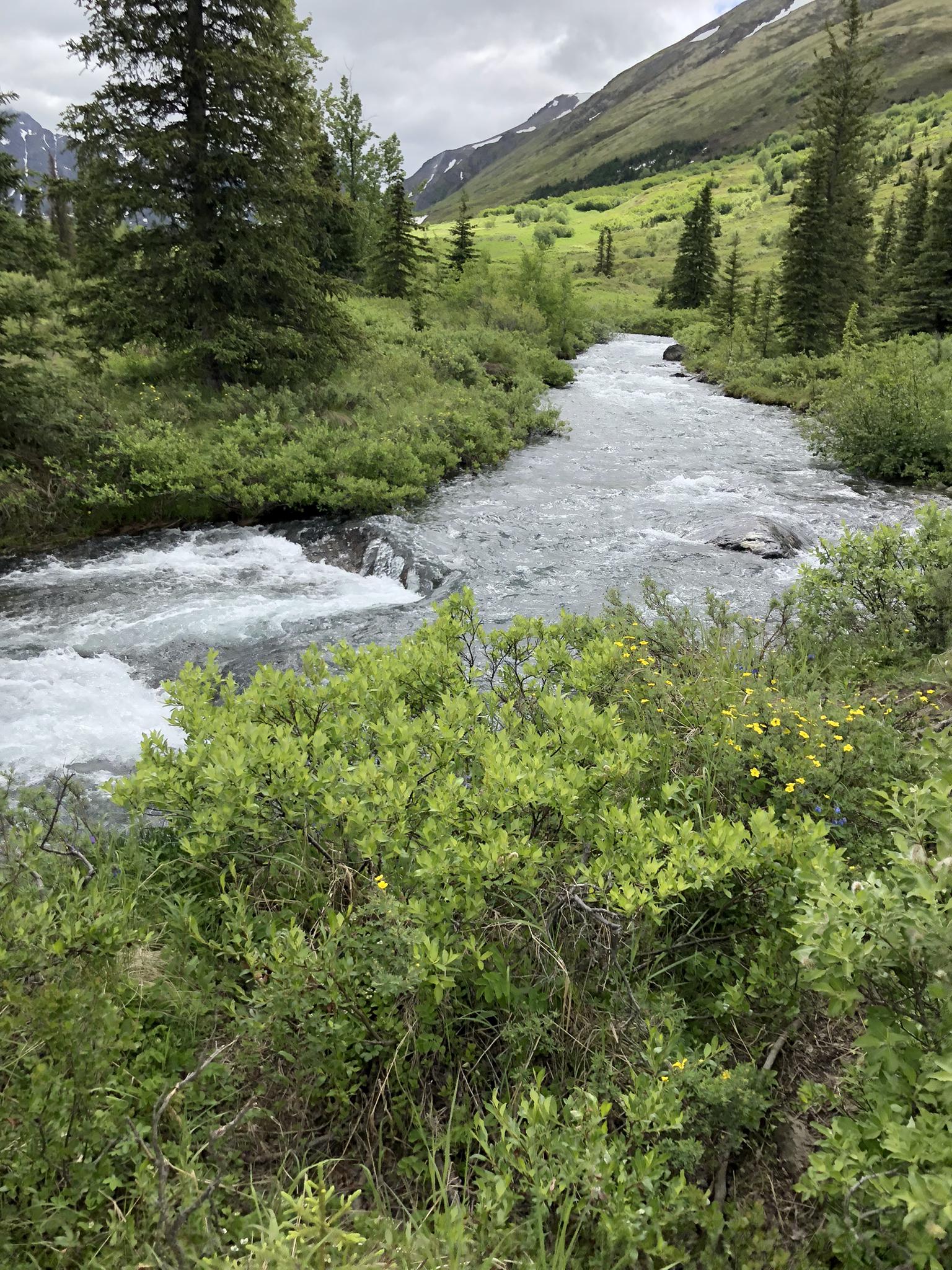 Rushing river through lush green bushes and trees under an overcast sky.