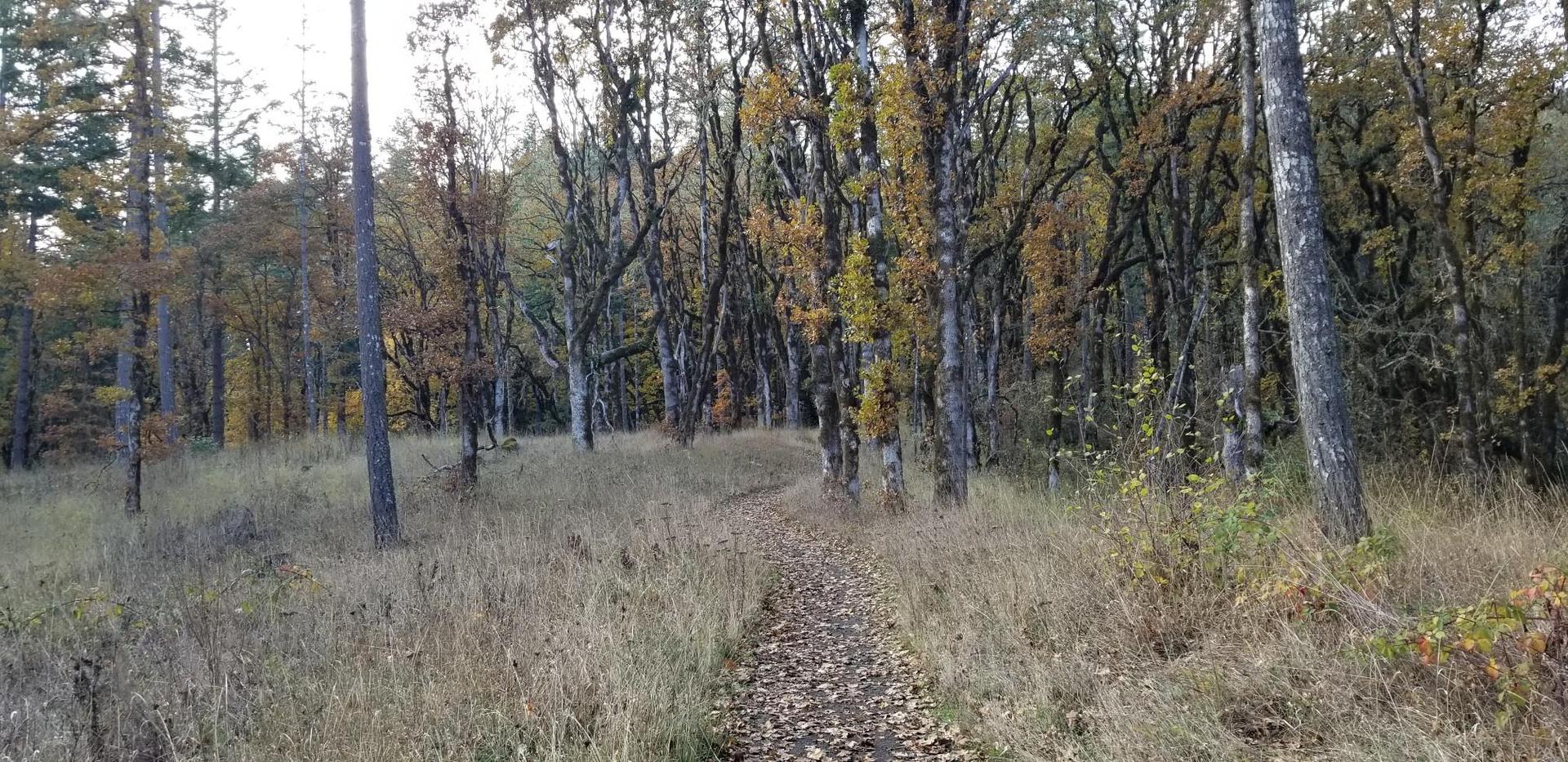 A leaf-covered dirt path winds through a forest with autumn trees.