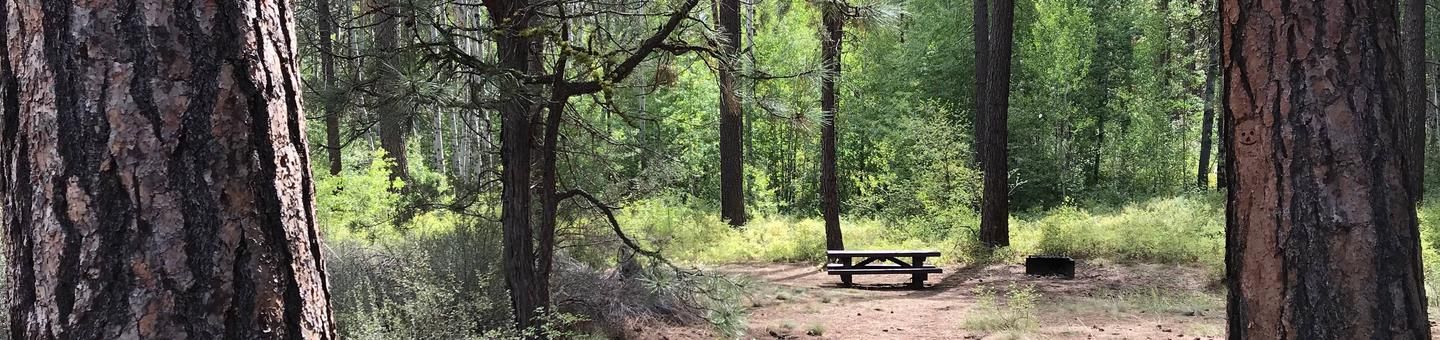 A wooden picnic table sits in a sun-dappled forest with green foliage. - Sisters Tie Trail loop run