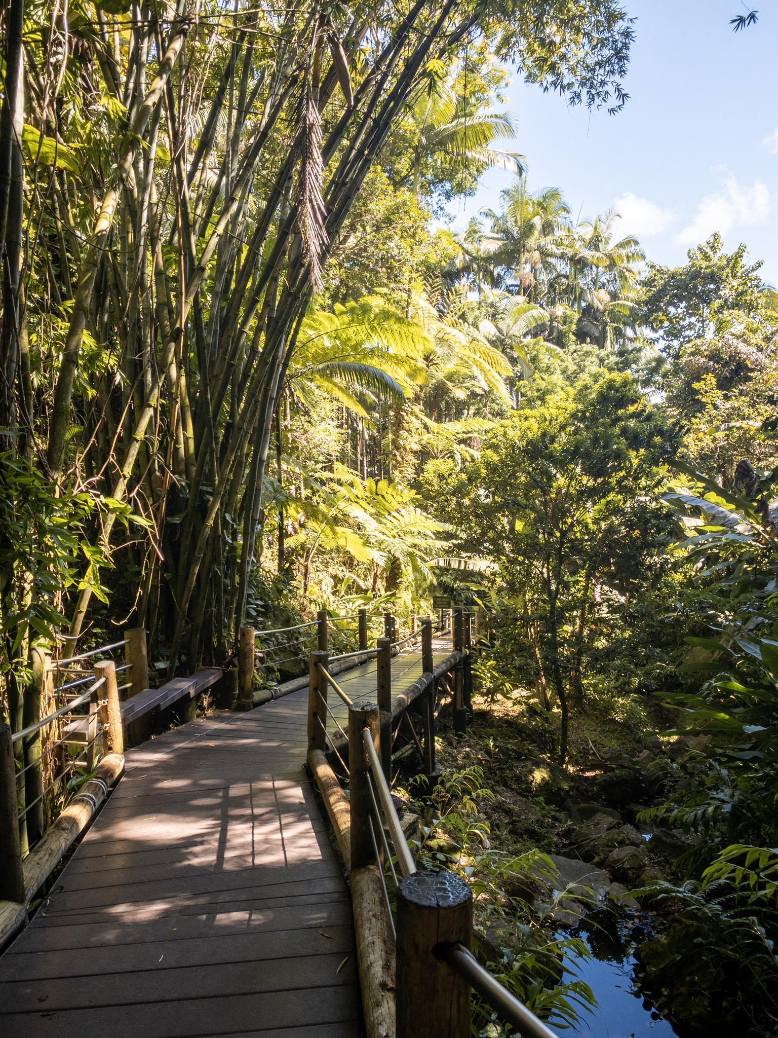 Wooden boardwalk winding through a sunlit, dense tropical bamboo forest.