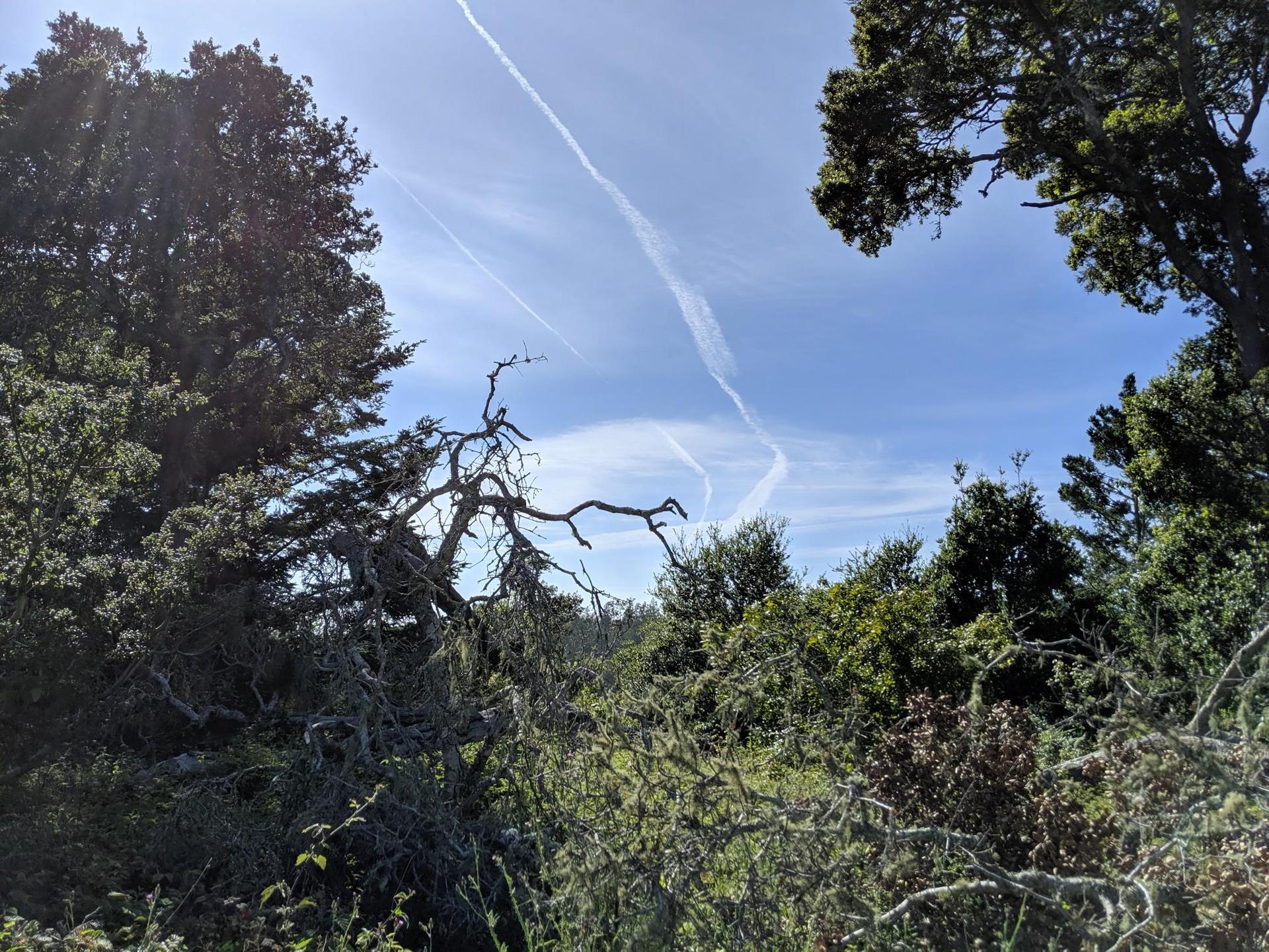 Blue sky with contrails framed by dark green trees and dry branches.