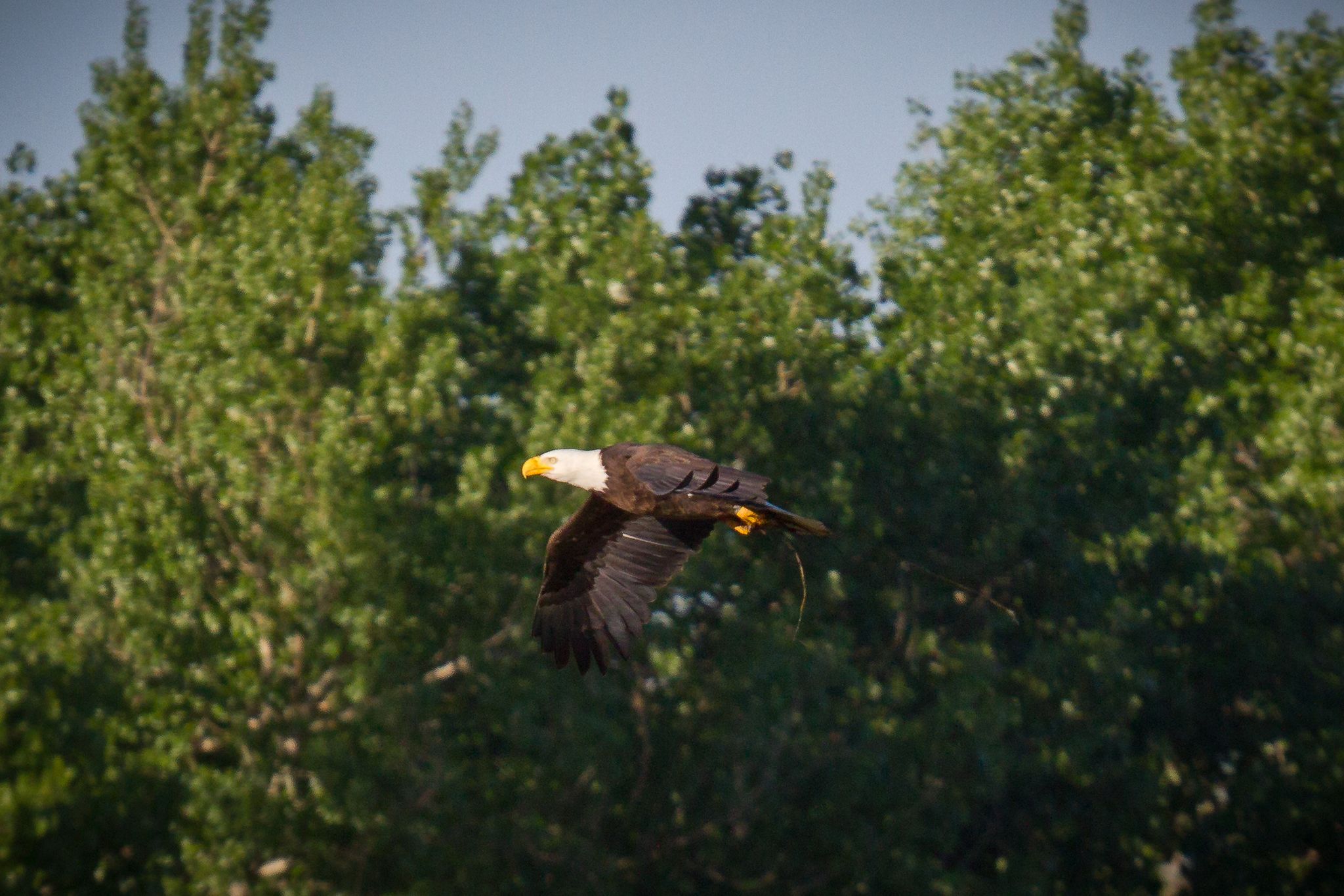 A majestic bald eagle soars past green trees under a bright sky. - Pelican Pond and Bald Eagle Pond Loop