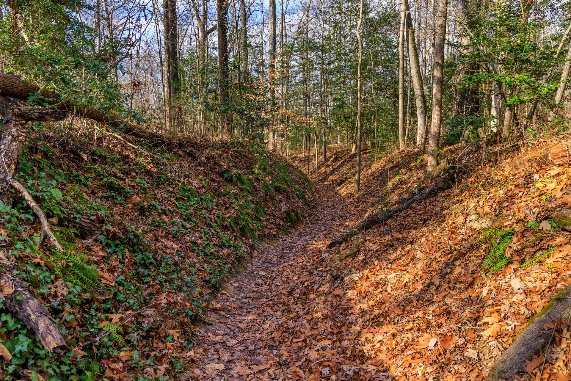 Sunlit forest path covered in autumn leaves, flanked by mossy, steep banks.