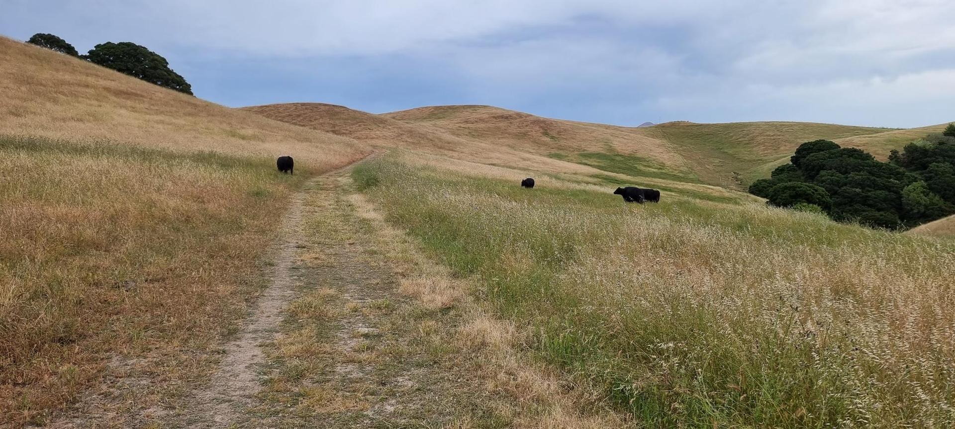 Dirt path through dry grassy hills with three dark cows grazing.