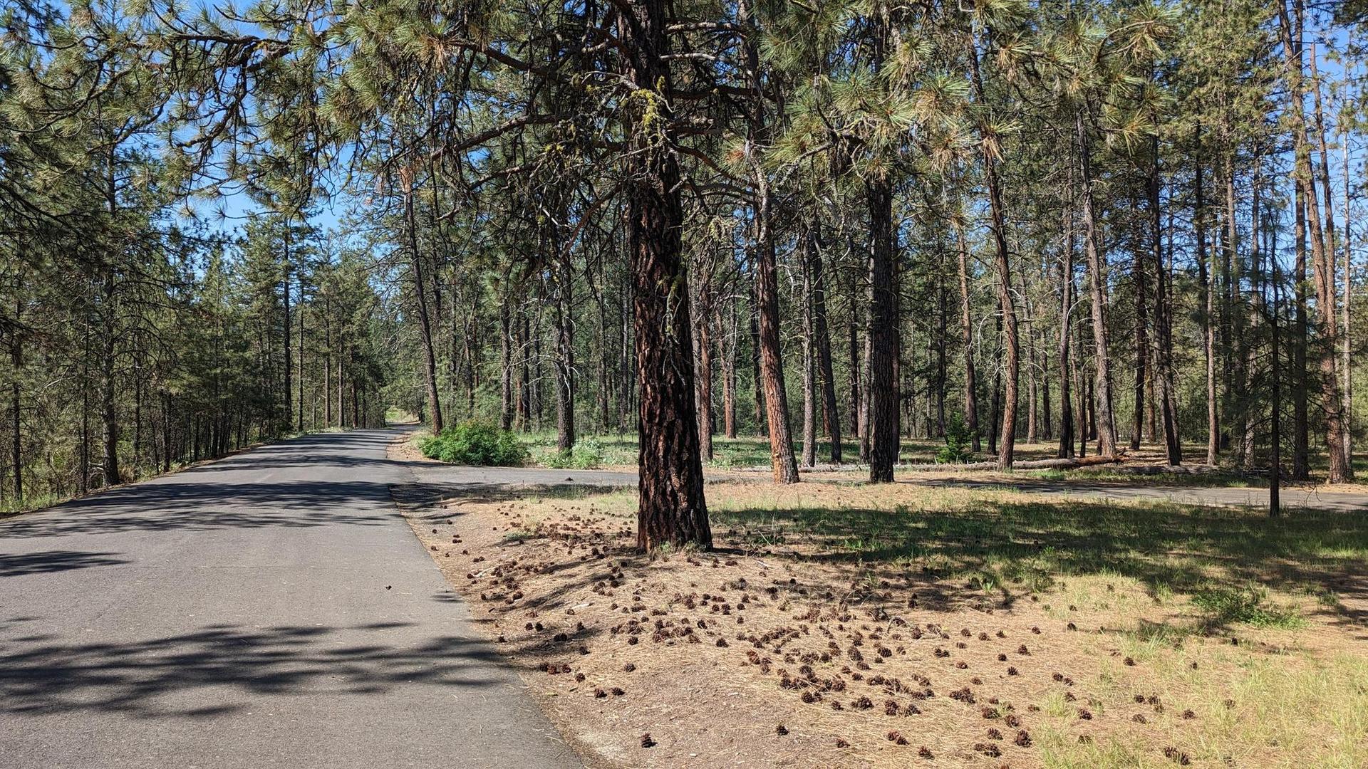 Paved road curves through a sunny pine forest with pinecones on the ground.
