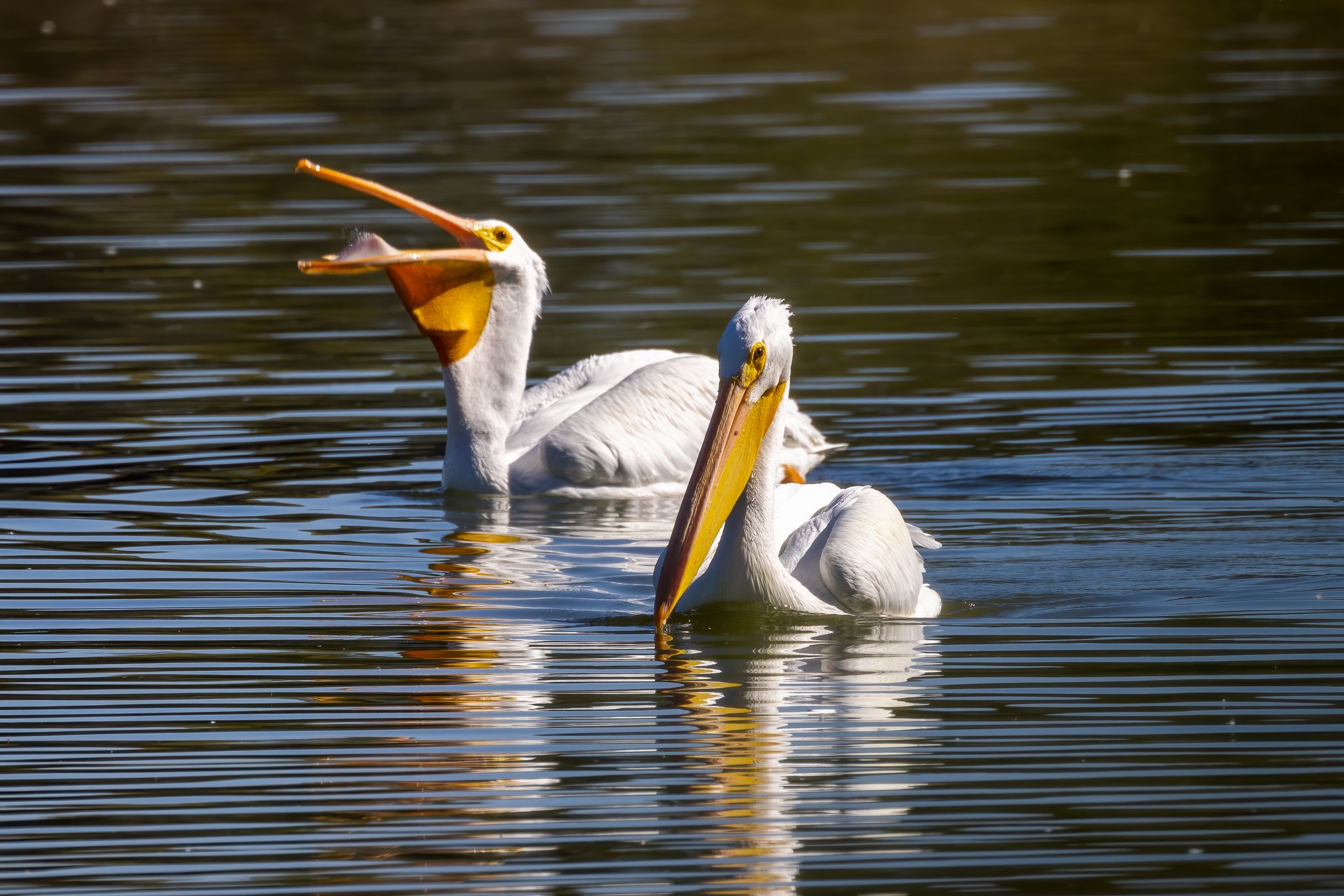 Two white pelicans swim on calm water, one with its beak open. - Hiking loop from Habitat Island