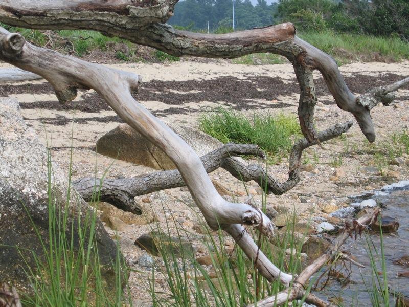 Weathered driftwood branches lie on a sandy, grassy shore near calm water.