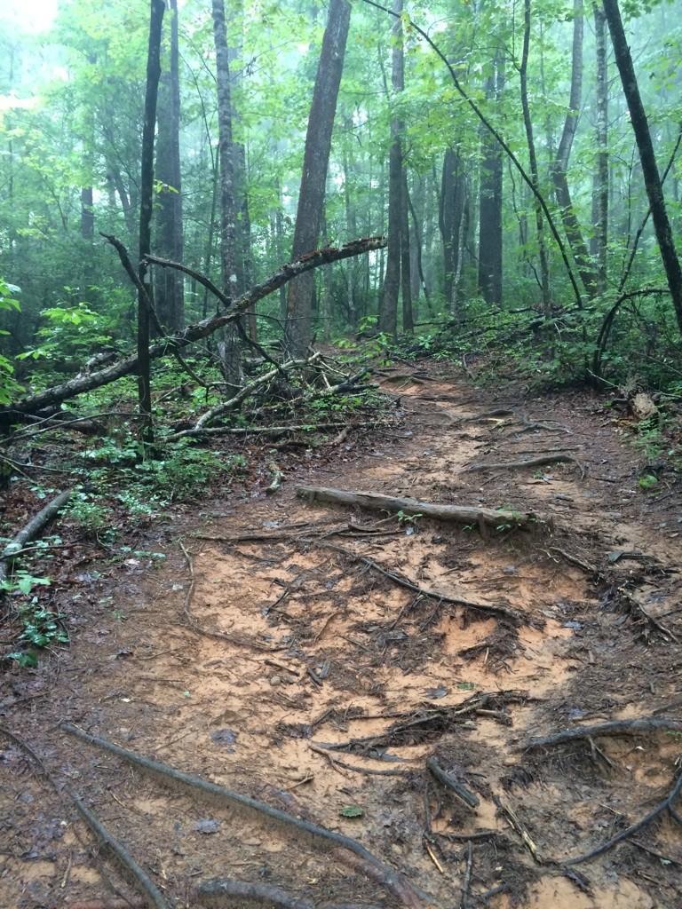 Muddy forest trail with exposed roots and fallen branches on a foggy day.