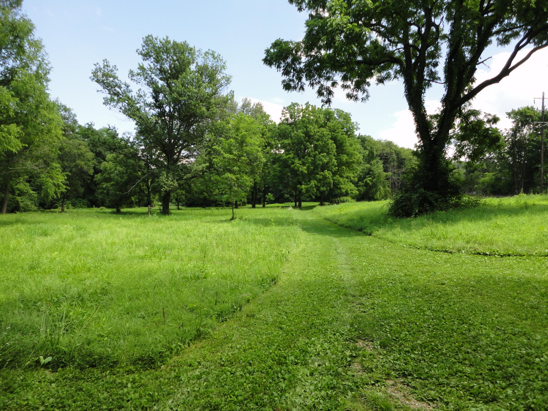 Bright green grassy field with scattered trees under a sunny sky.