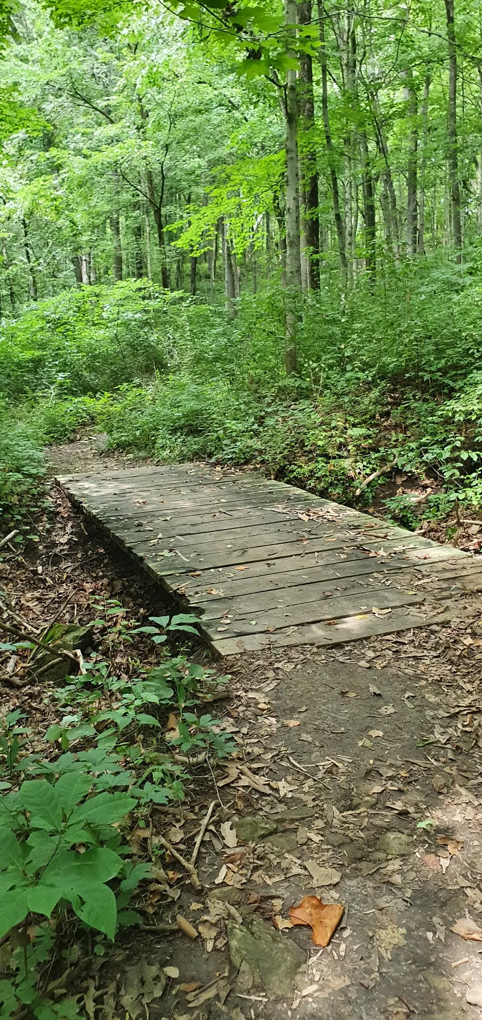 Small wooden footbridge crosses a dirt path in a dense green forest.
