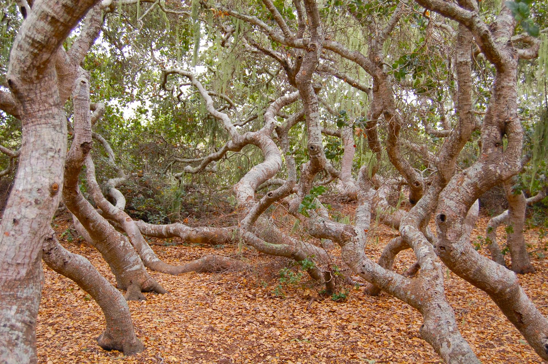 A forest of gnarled, twisted trees with fallen leaves covering the ground.