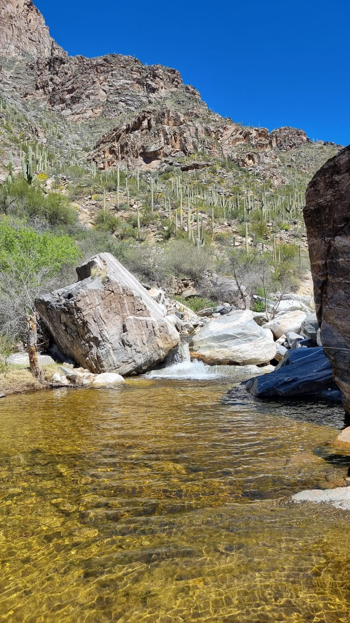 Clear stream flows past a rocky desert mountain with many cacti.