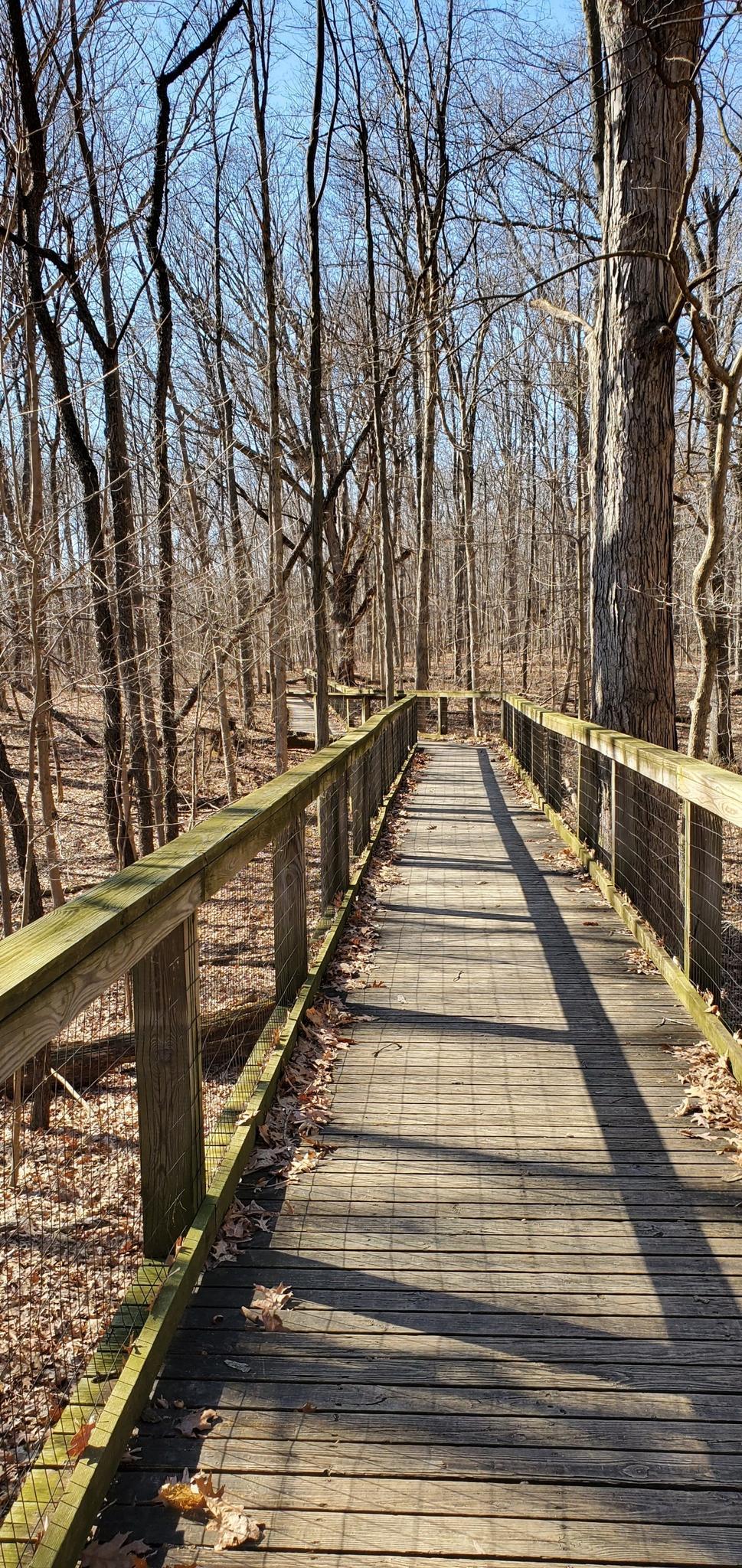 Long wooden boardwalk path through a sunny forest with bare trees.