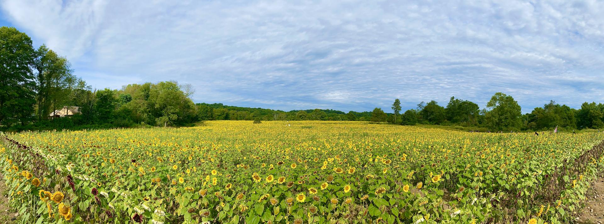 A vast field of bright yellow sunflowers under a wide blue sky.
