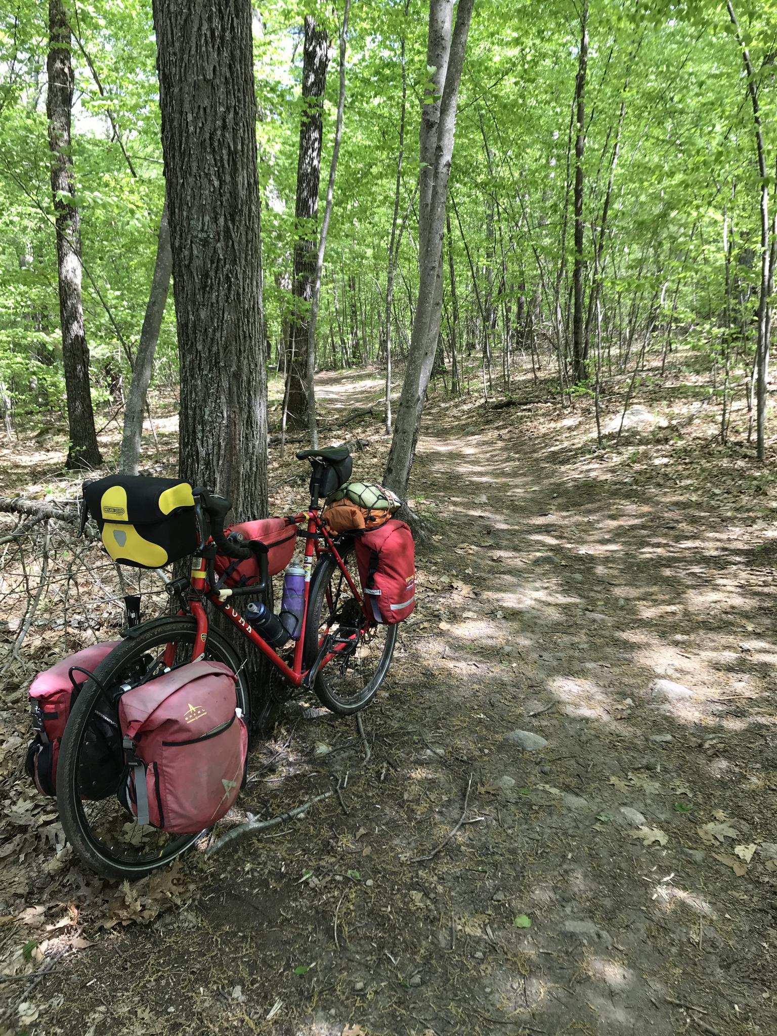 A touring bicycle with panniers parked on a dirt path in a sunlit forest.