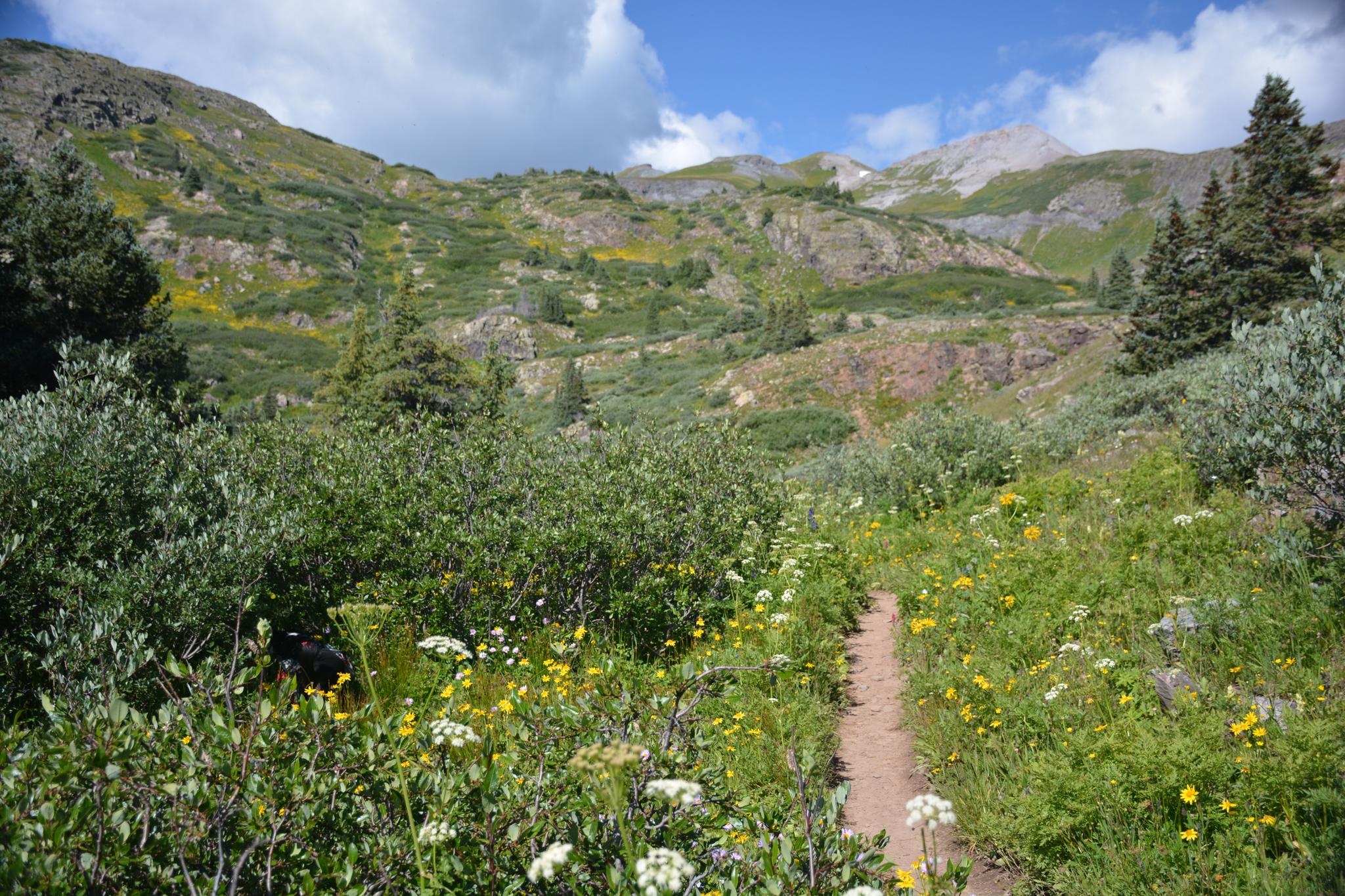 Narrow dirt trail through lush green mountain vegetation and wildflowers on a sunny day.