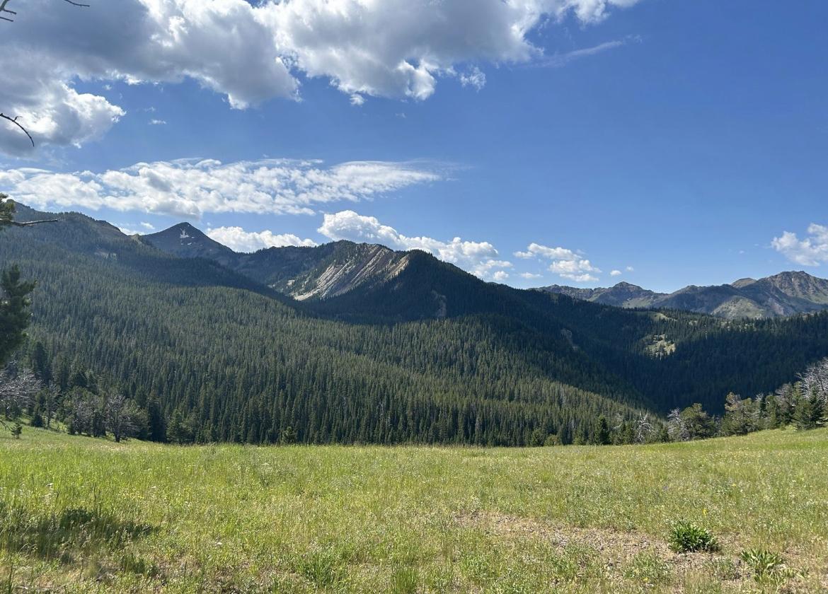 Vast green meadow leading to a dense forest and rugged mountains under blue sky.