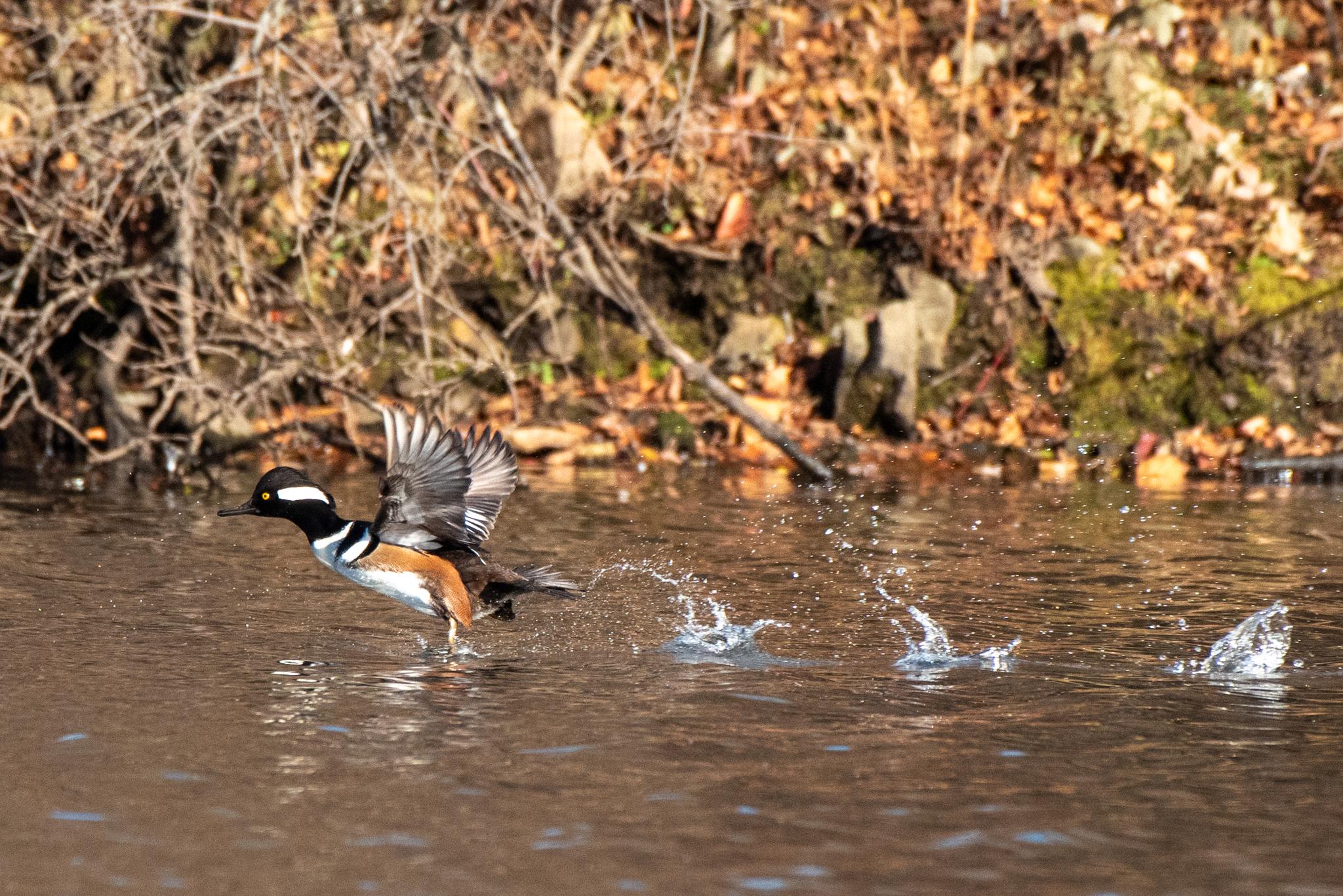 A duck with colorful plumage takes off from water, splashing.
