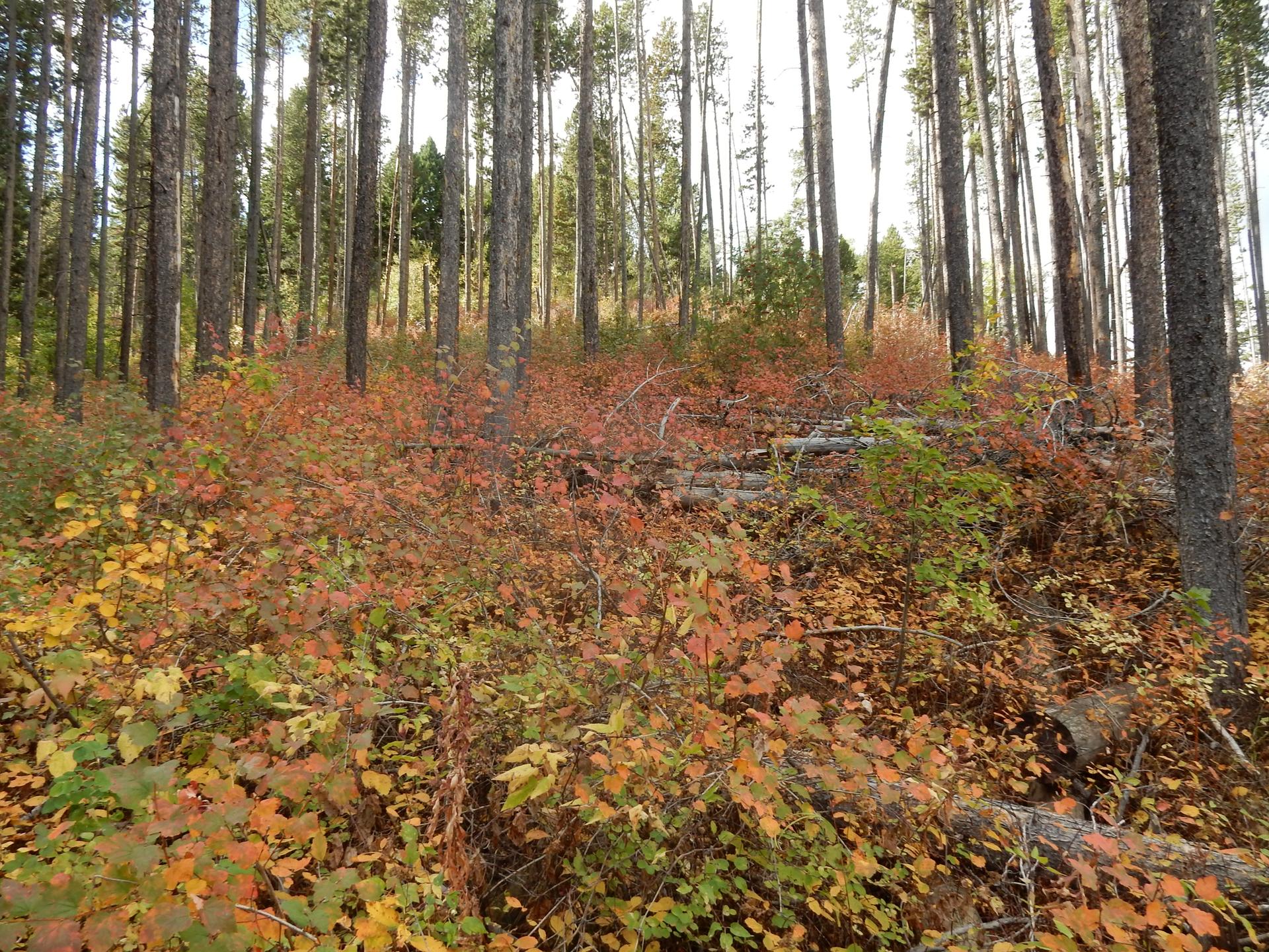 Dense forest floor covered in vibrant red, orange, and yellow autumn foliage.