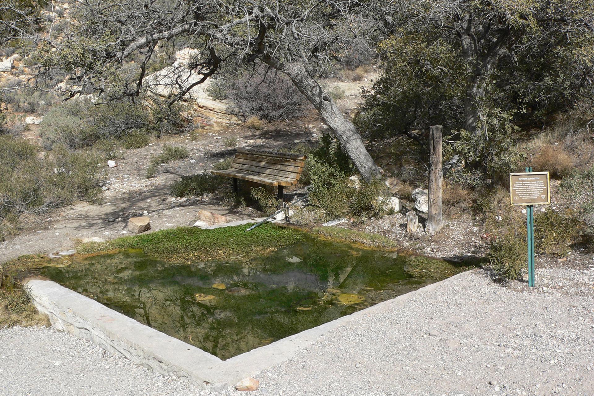 A small concrete pond with green water, a wooden bench, and trees.