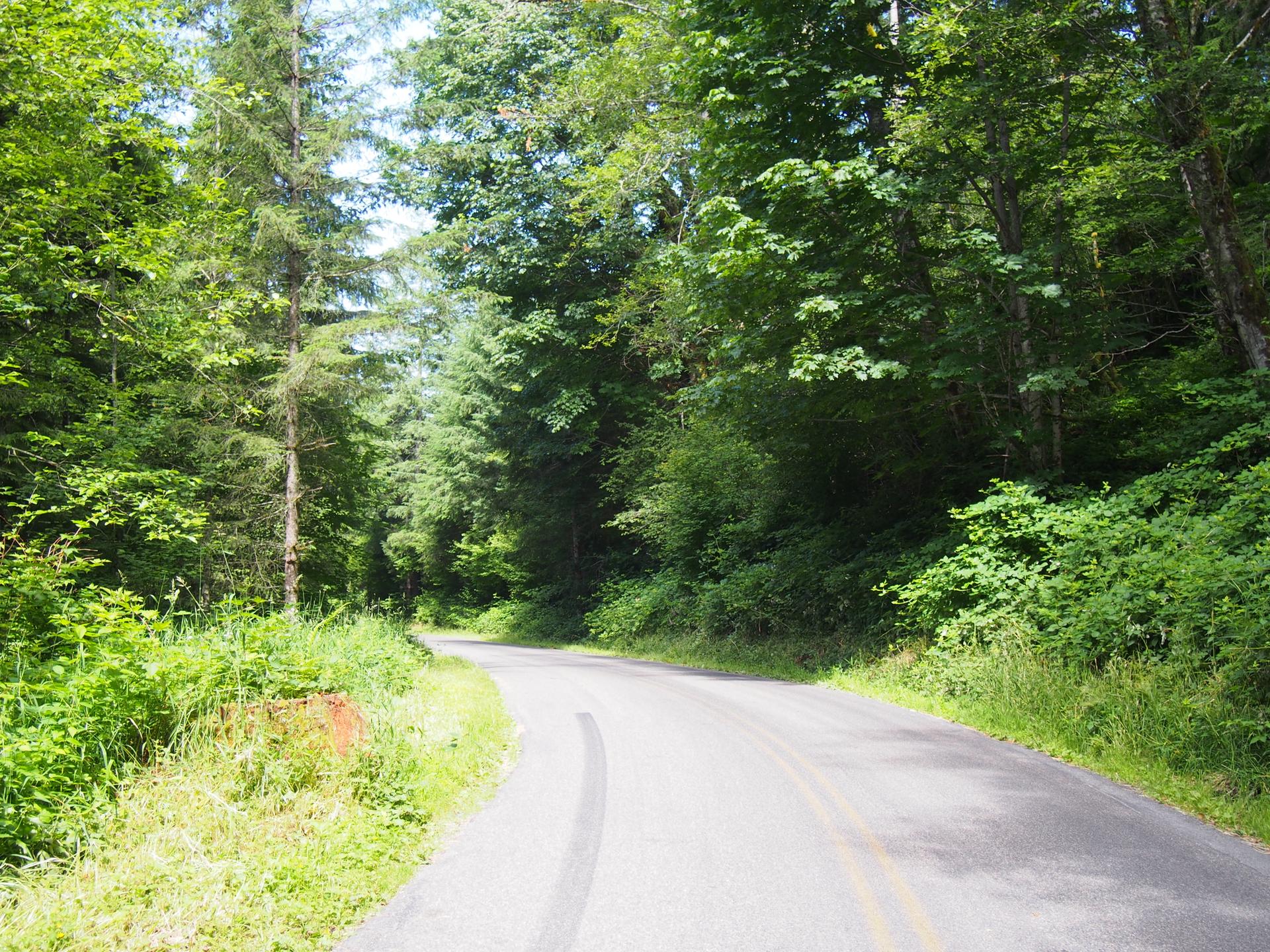 A winding paved road through a dense green forest on a sunny day.