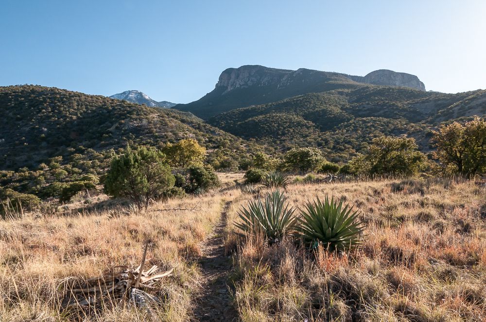 Dirt trail through dry grass and yucca plants towards distant mountains. - Running loop from Nicksville
