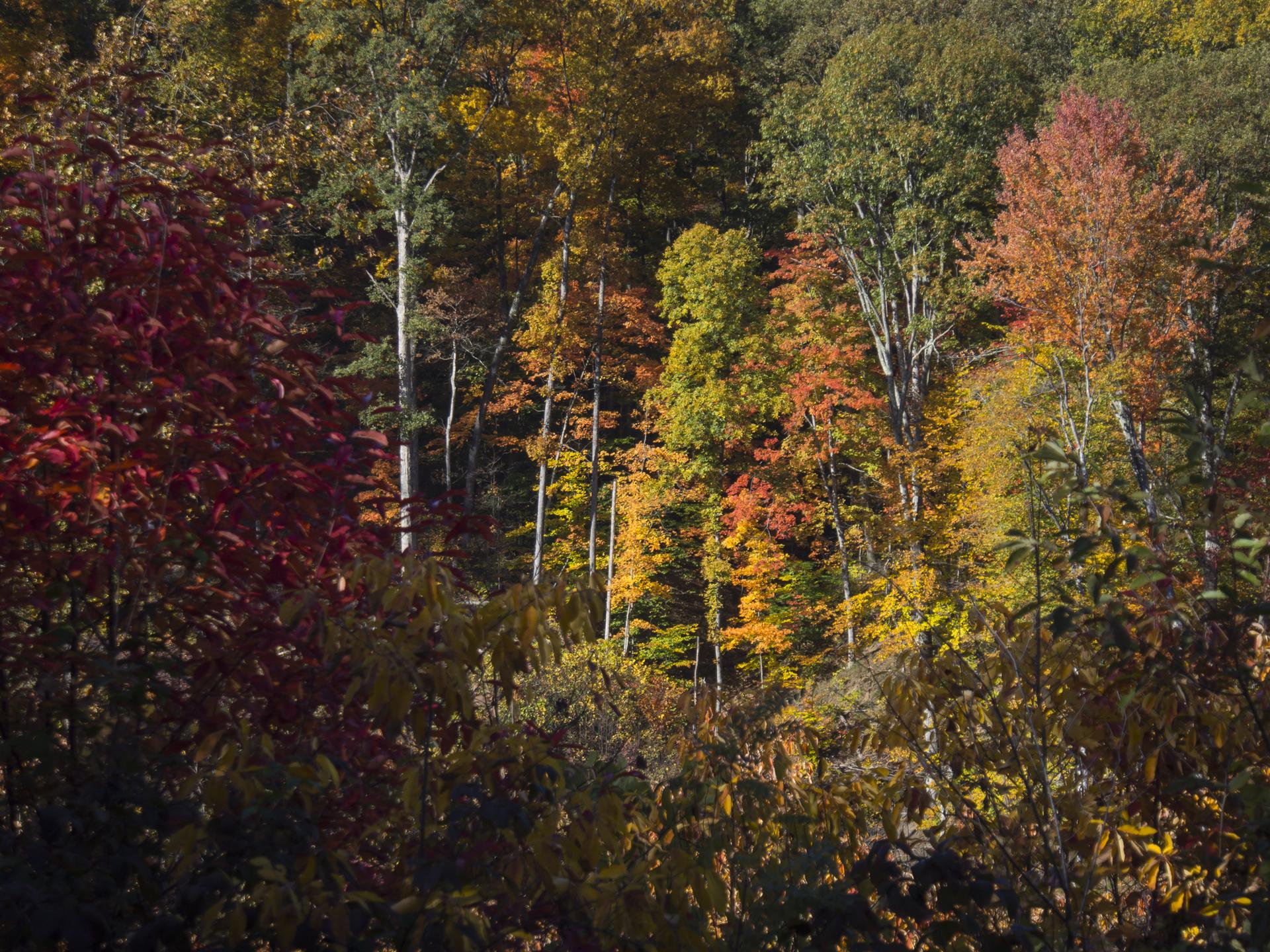 A dense forest hillside covered in vibrant red, orange, and yellow autumn foliage.