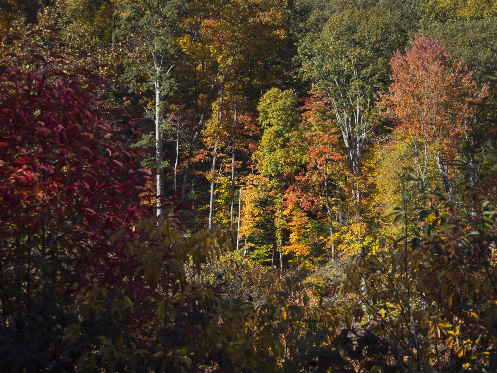 A dense forest hillside covered in vibrant red, orange, and yellow autumn foliage. - Morgan-Monroe Hike Bike Trail