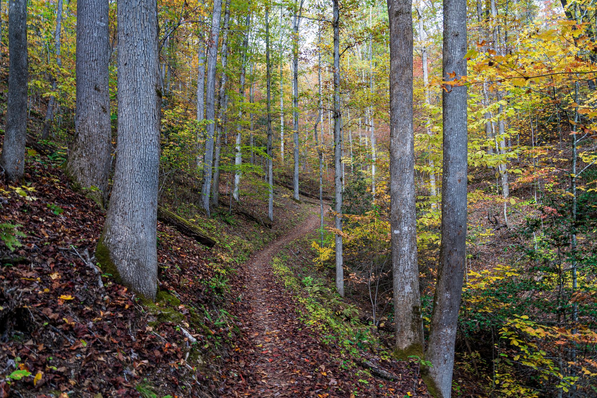 Winding dirt path through a vibrant autumn forest with tall trees.