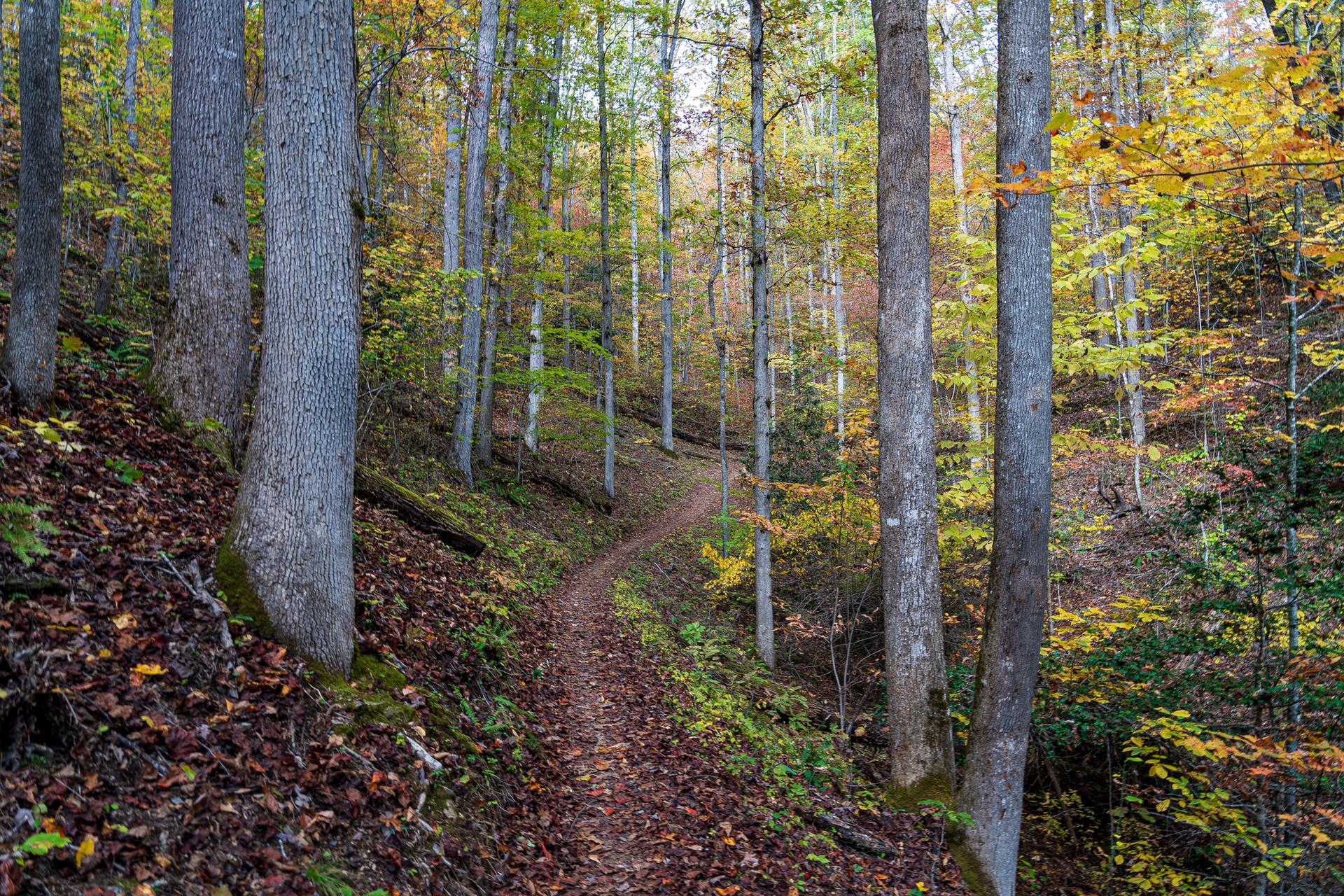 Winding dirt path through a vibrant autumn forest with tall trees.