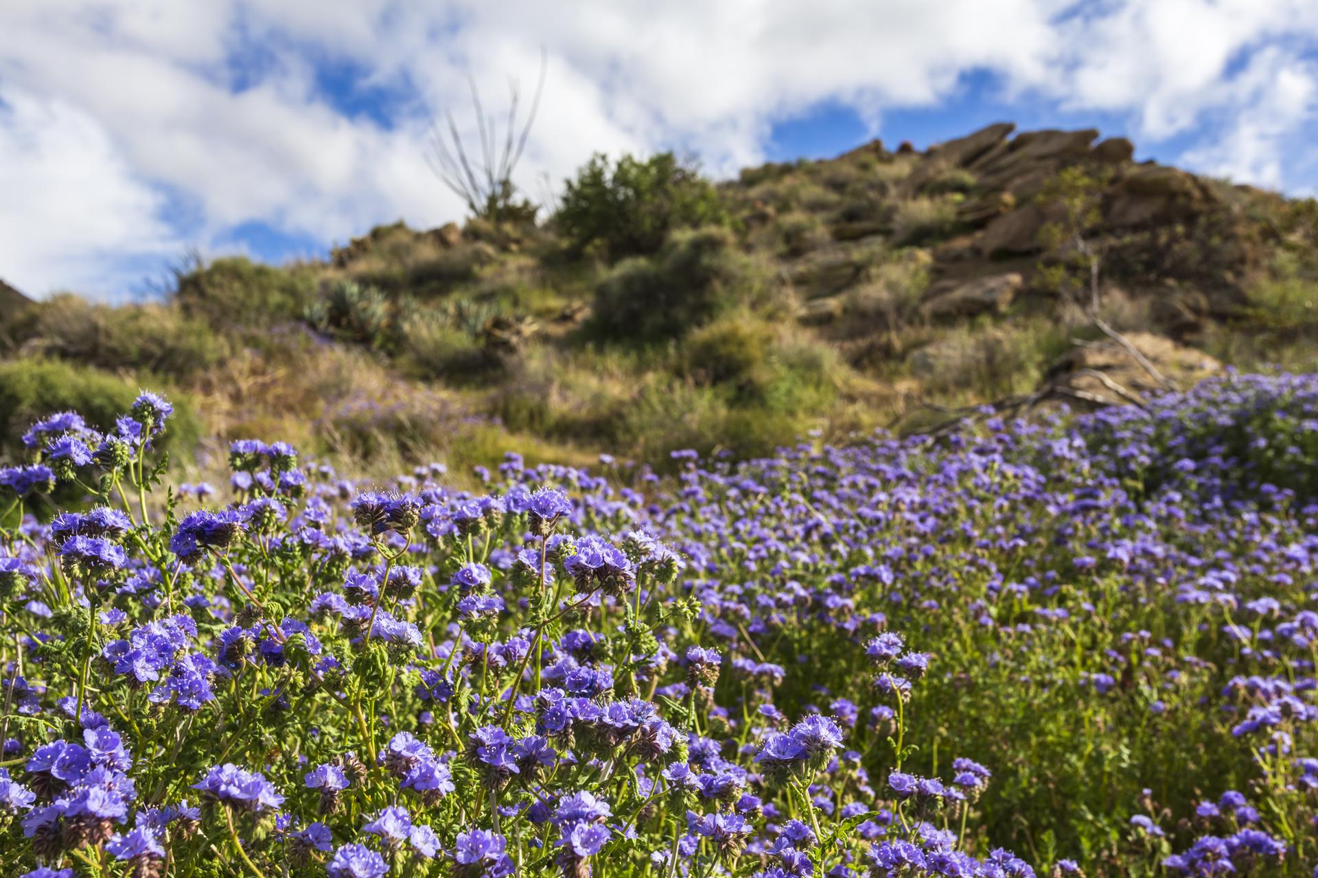 Purple wildflowers bloom across a rocky hillside under a bright, cloudy sky.