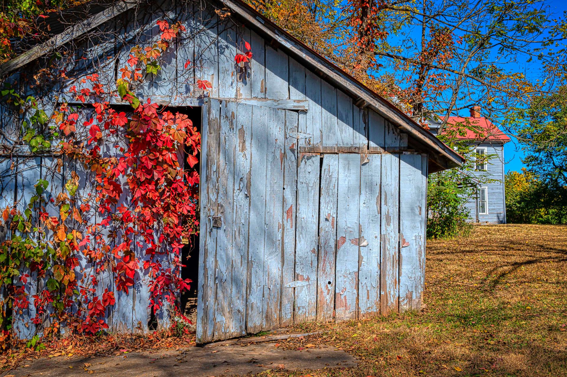 An old blue wooden shed covered in vibrant red autumn vines, sunny.