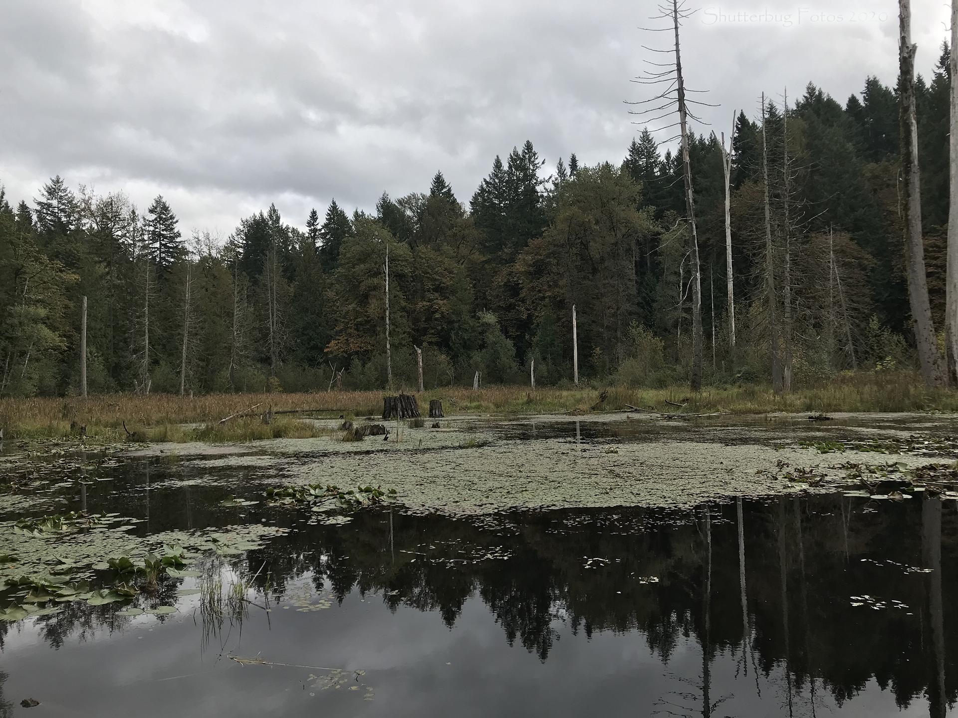 Overcast view of a dark pond with lily pads and a dense forest.